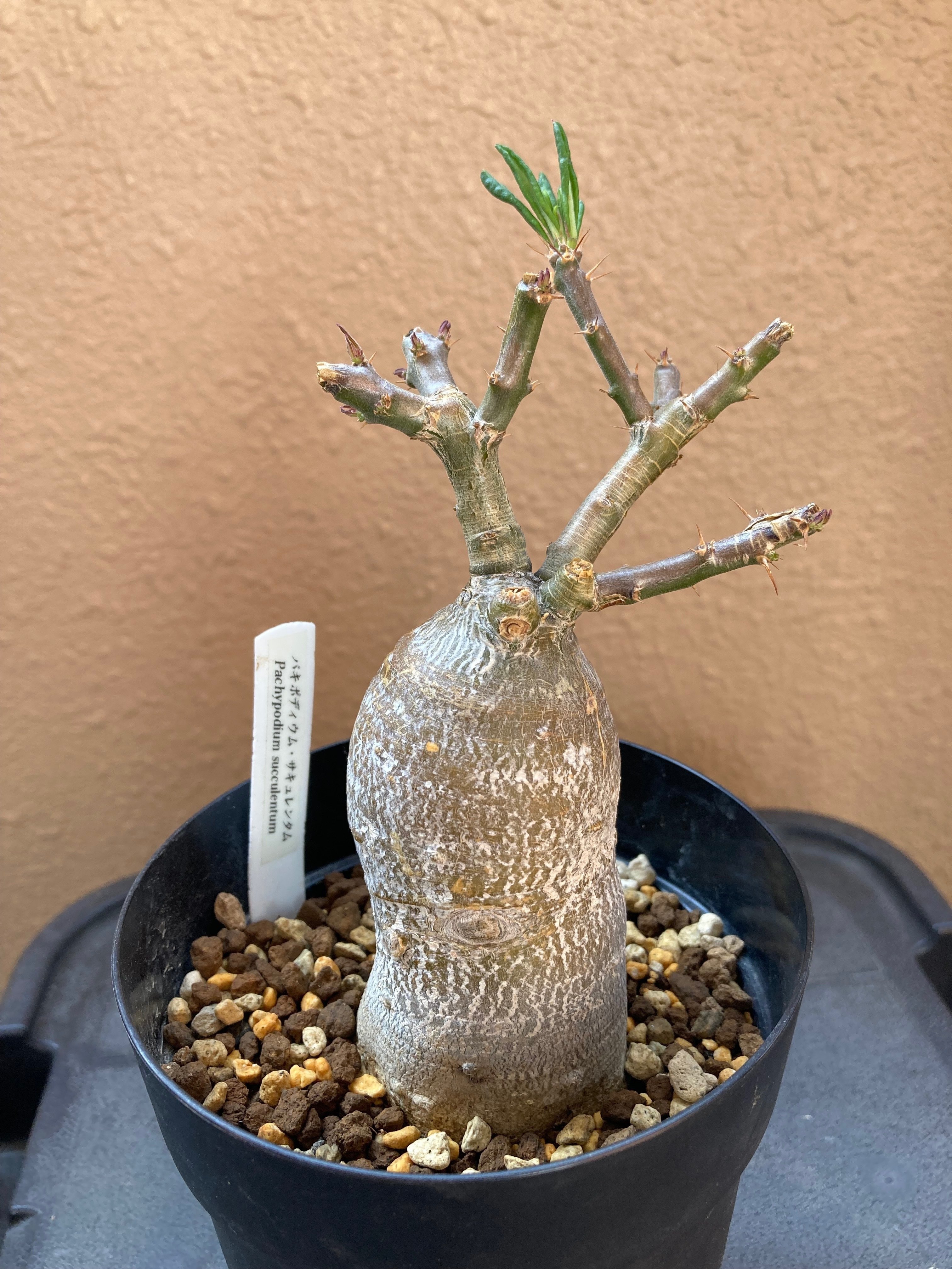 パキポディウム•サキュレンタム育成記録｜ベランダ園芸家 げここ