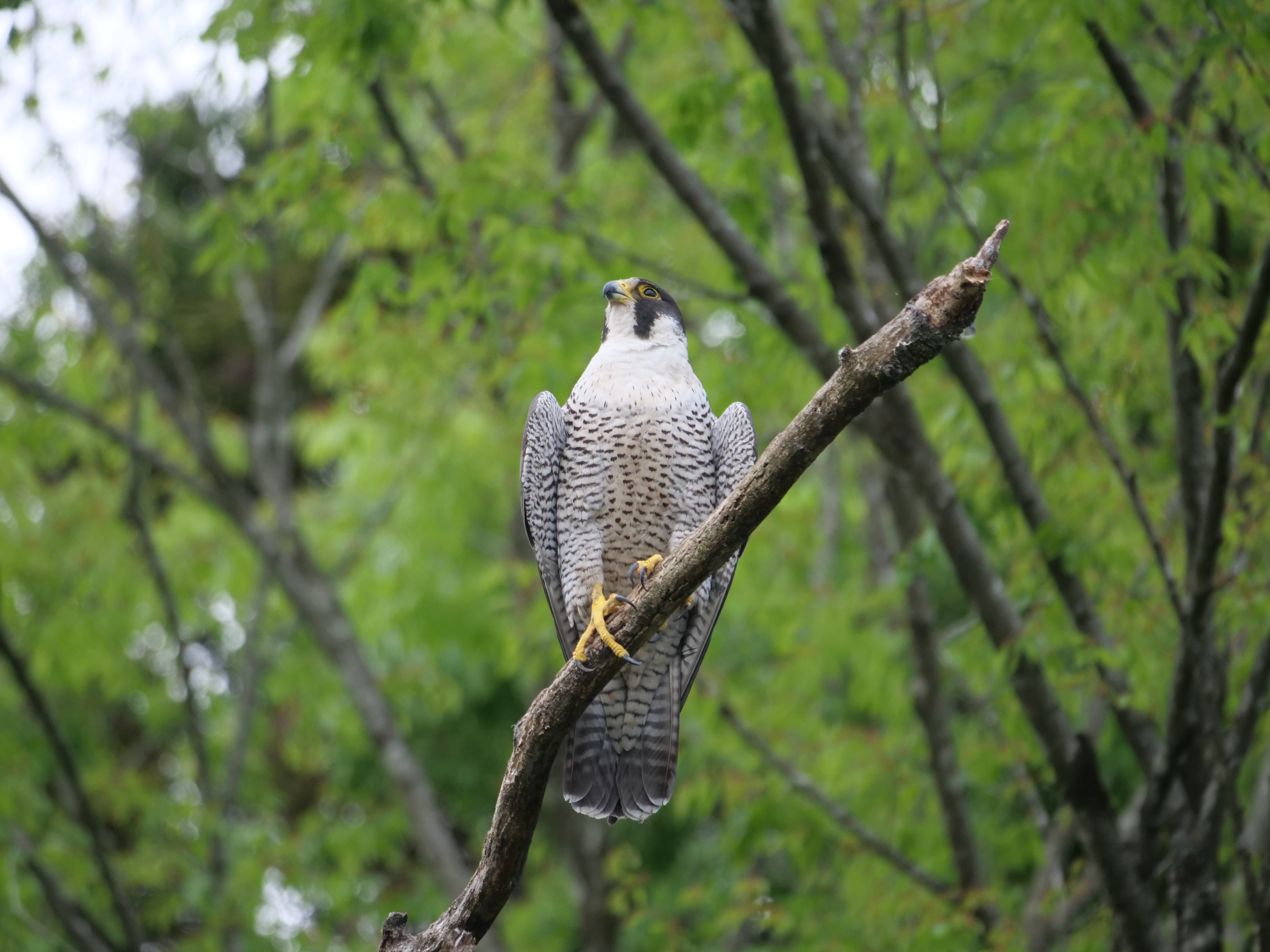 野鳥が好きです!#174「400mmの望遠レンズでハヤブサを撮る①(留まり木