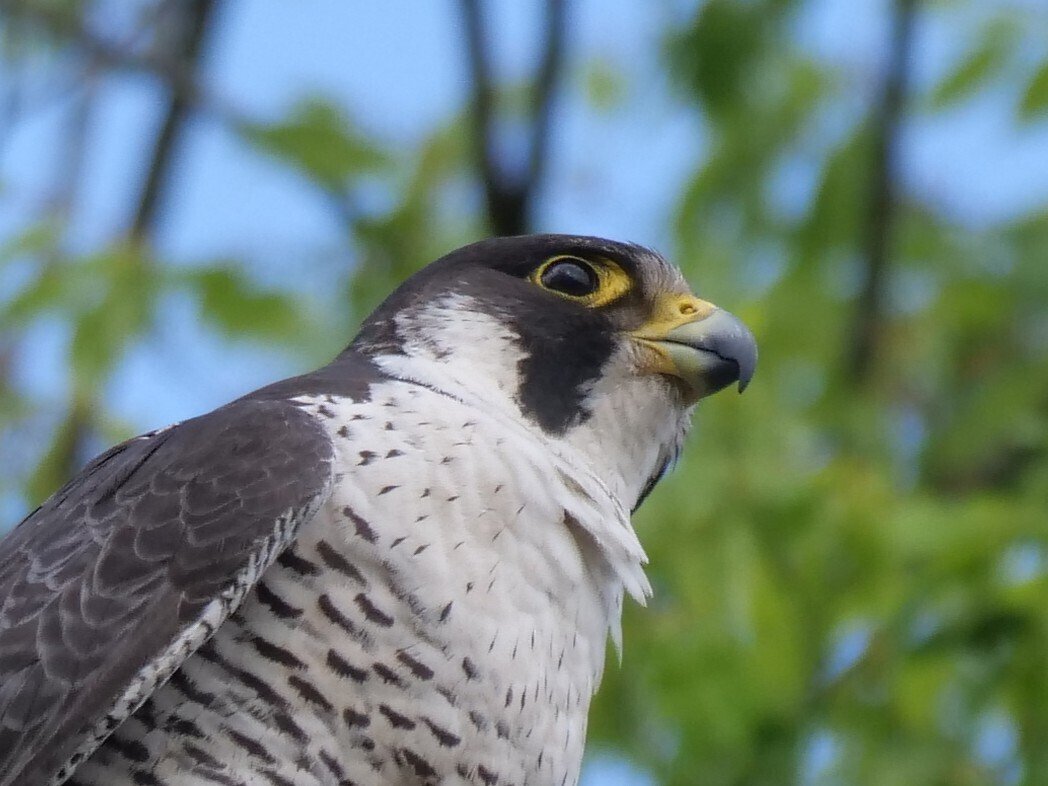 野鳥が好きです!#174「400mmの望遠レンズでハヤブサを撮る①(留まり木