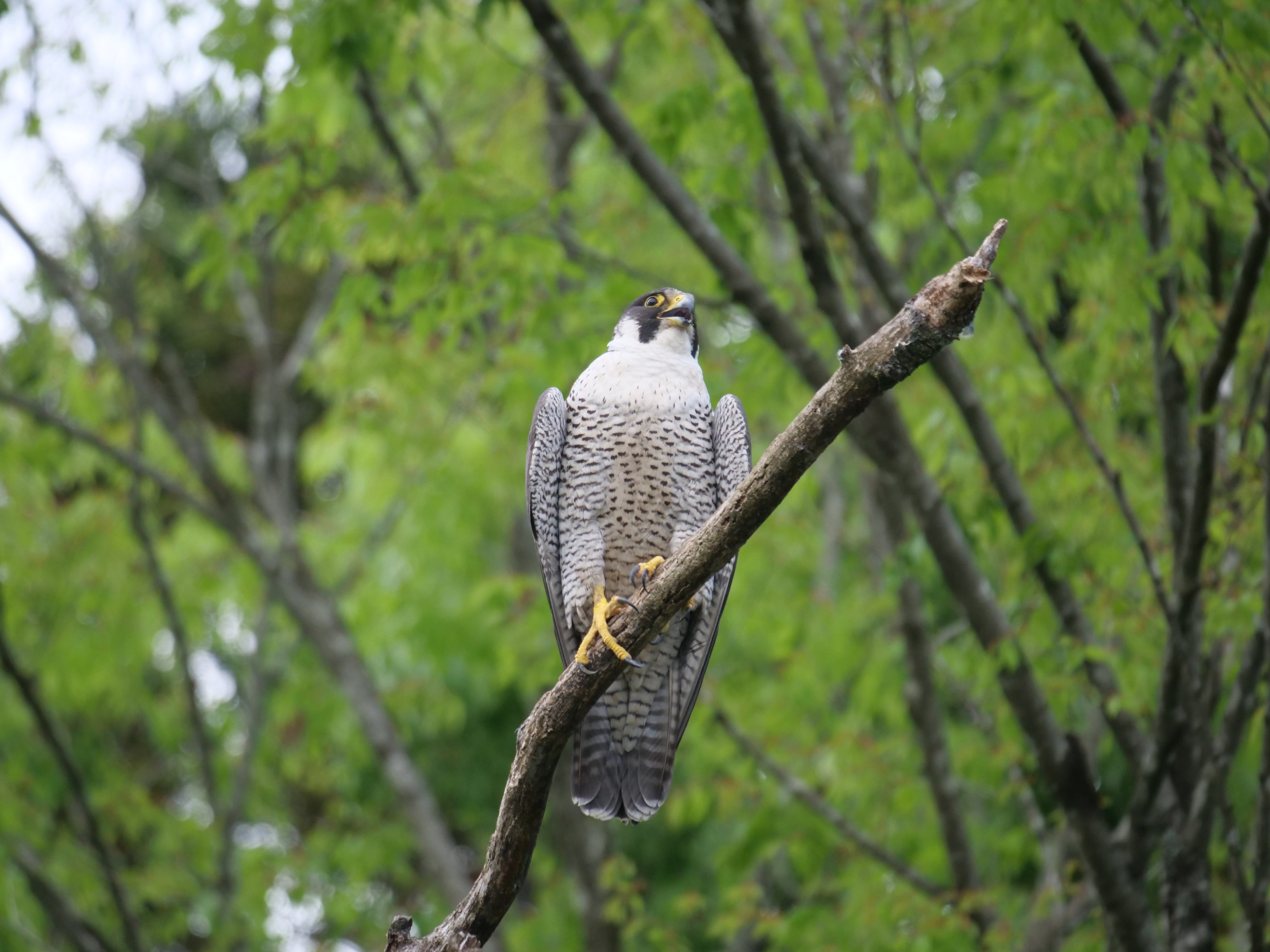 野鳥が好きです!#174「400mmの望遠レンズでハヤブサを撮る①(留まり木