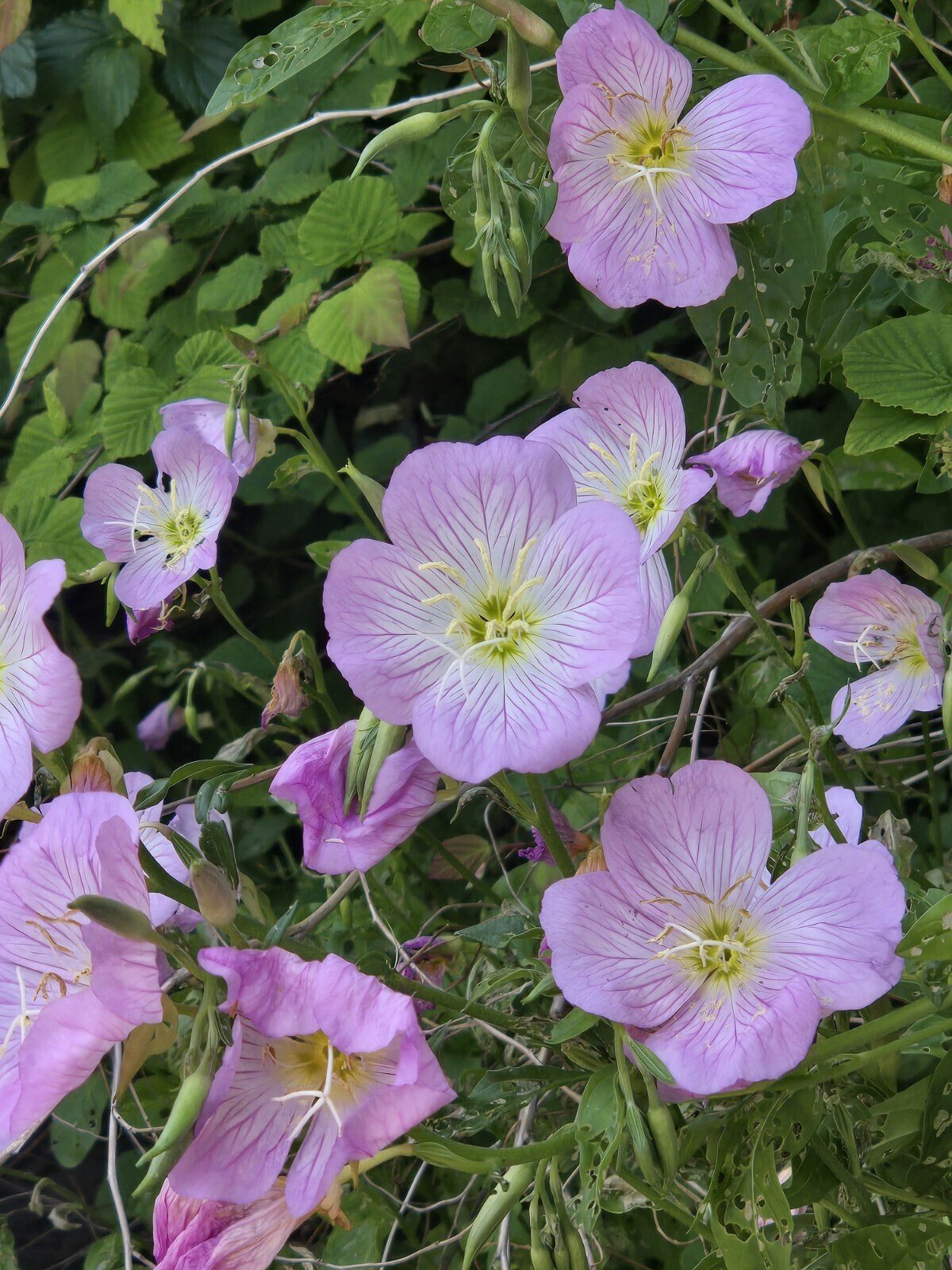 目印を見つけるノート】1853. Patti Smithの強靭な言葉たち｜尾方佐羽