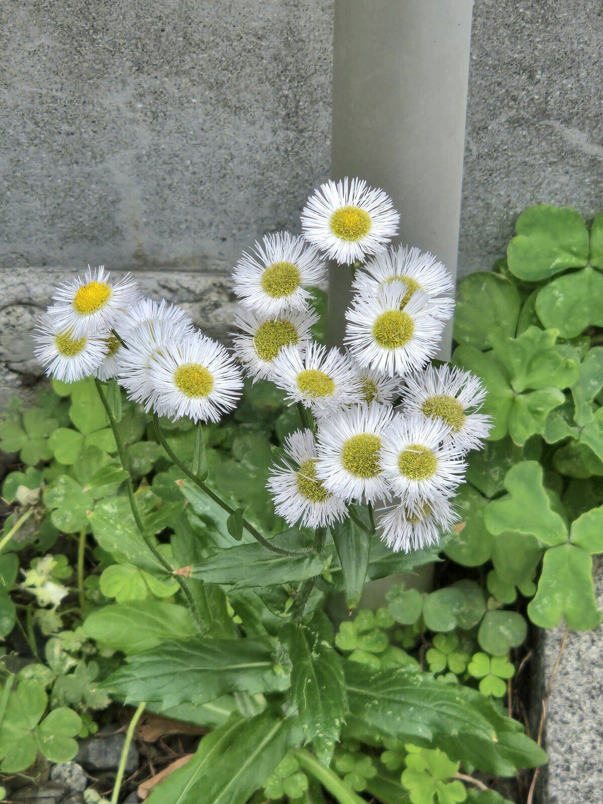 目印を見つけるノート】1853. Patti Smithの強靭な言葉たち｜尾方佐羽