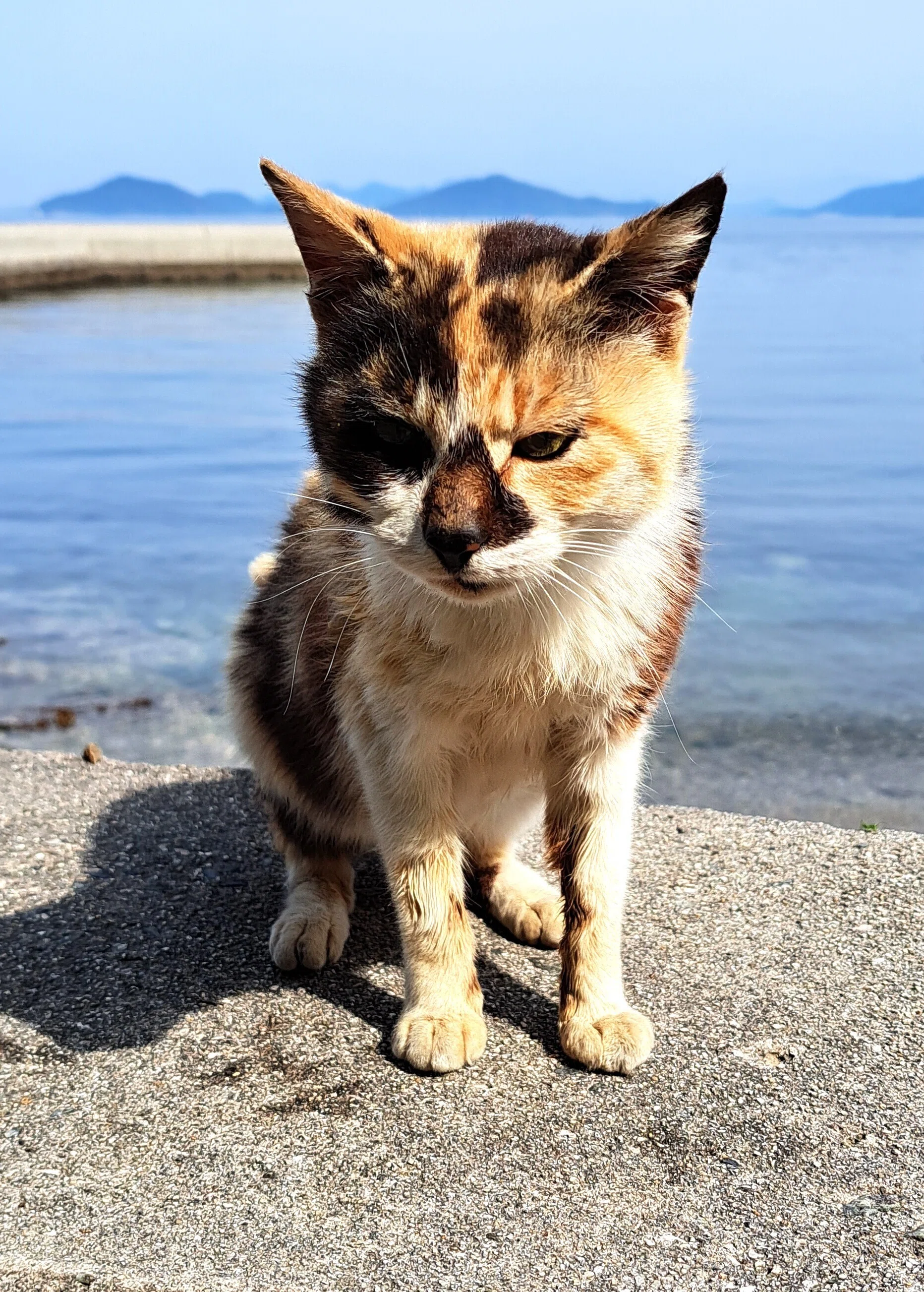 ありがとう！六島の猫ちゃん｜三木仁平