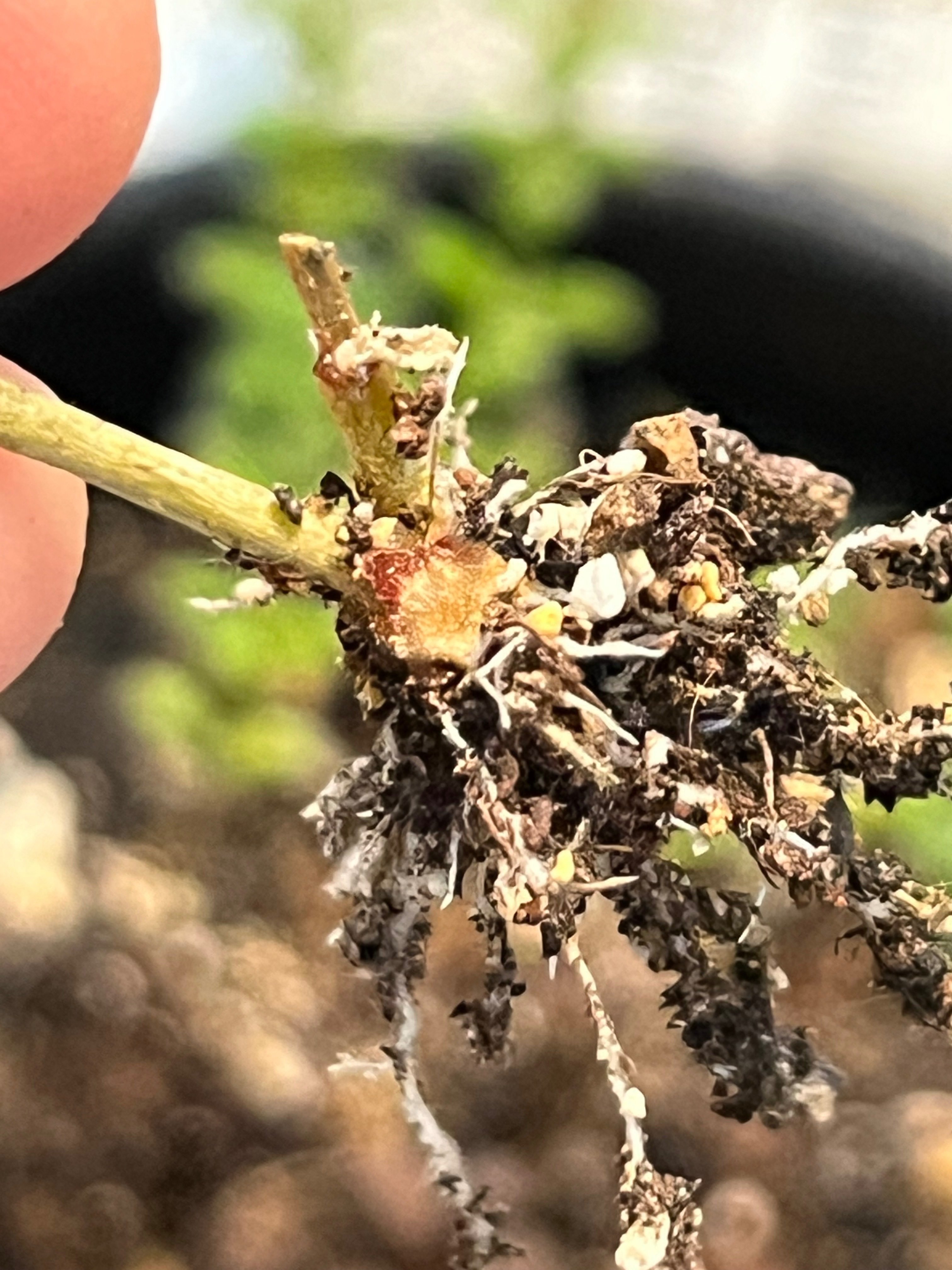 トリコディアデマ／挿し木】1ヶ月経過で根っこに変化があるのか