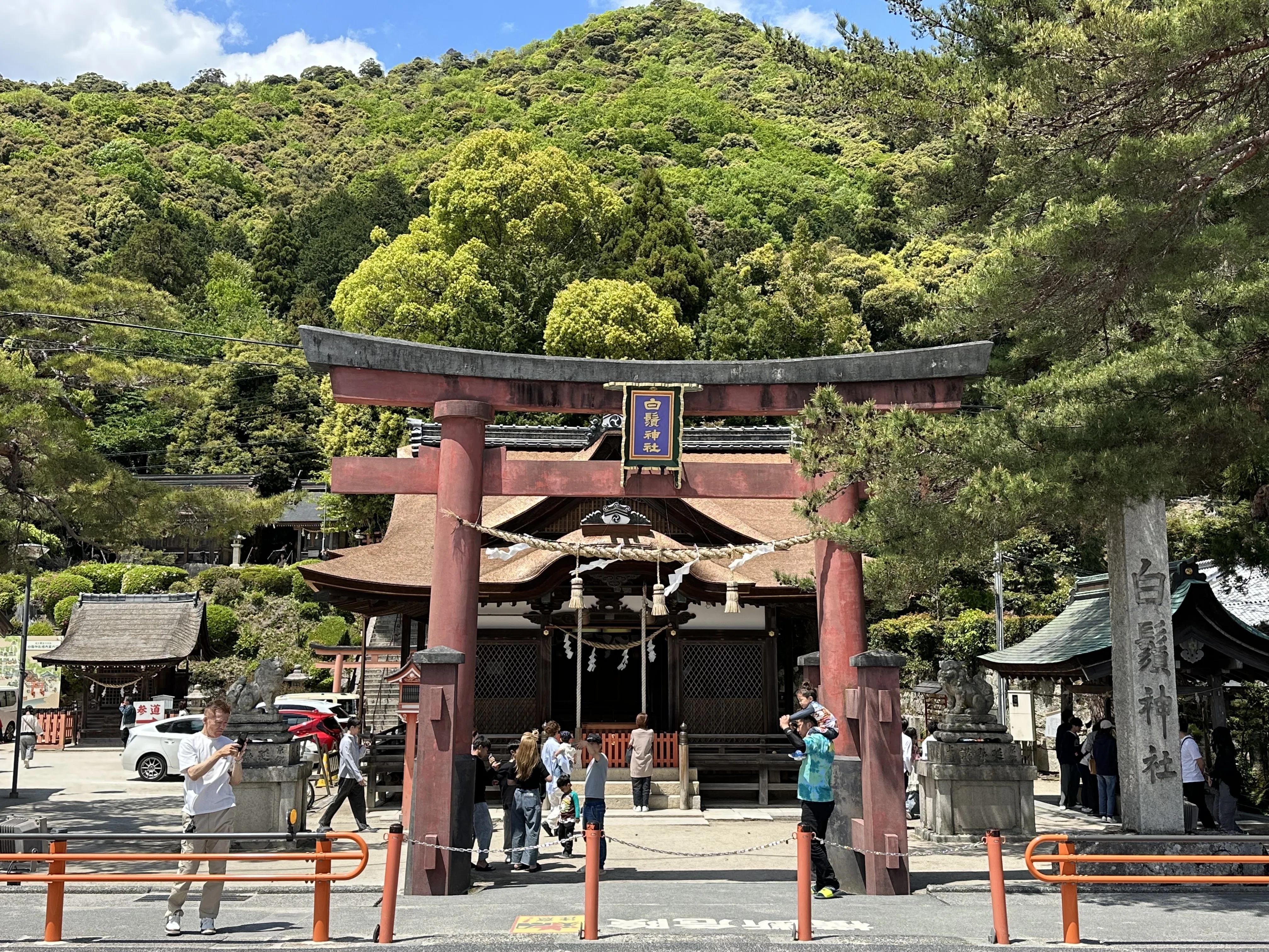 新緑のメタセコイア並木を見たくて琵琶湖半周サイクリング｜Dr. Kano