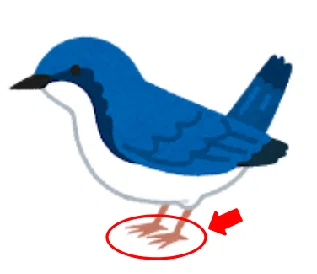 鳥の標本600体を見てきたので「ぼくの考えた最強の鳥の足」を創作