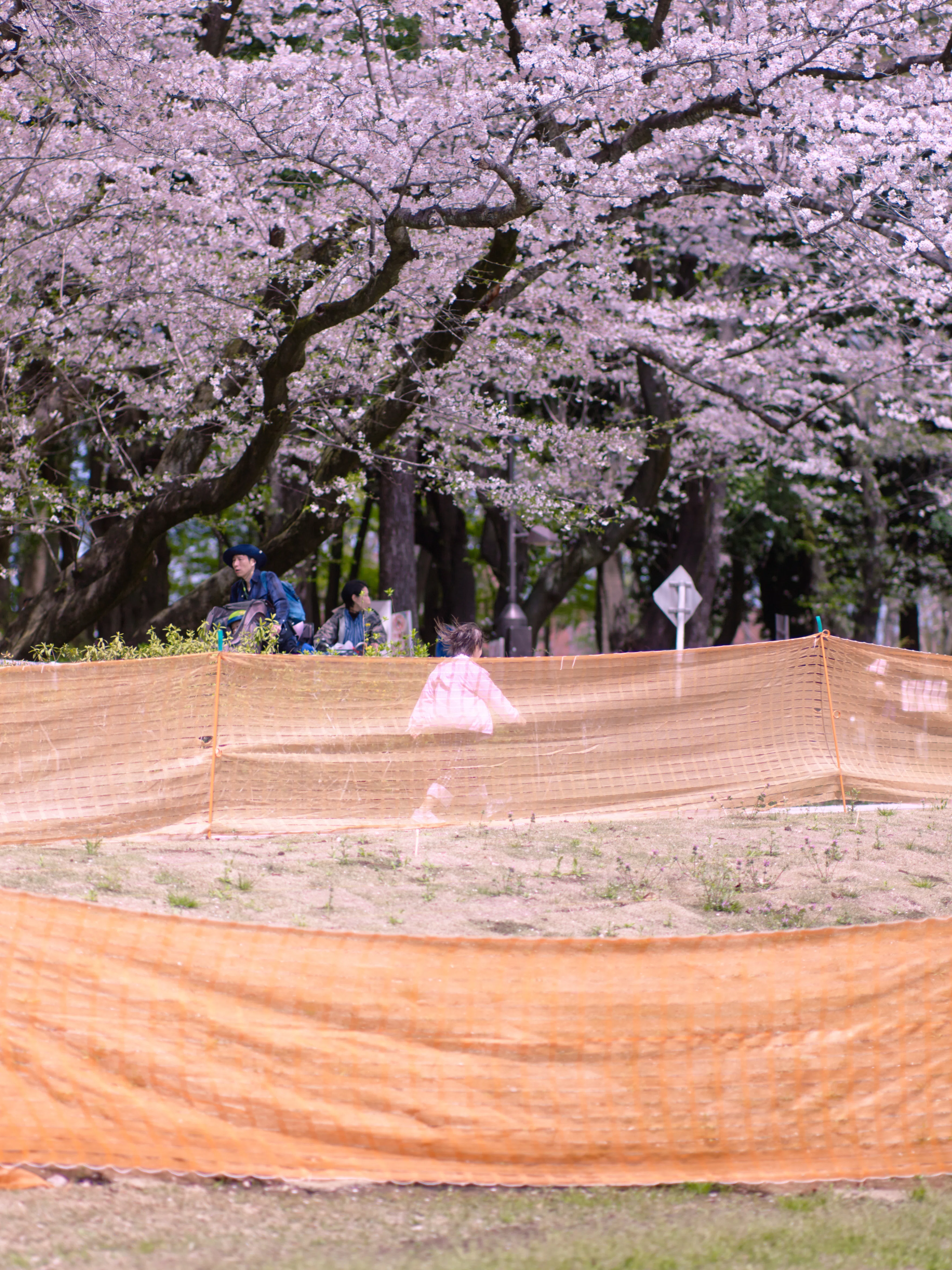 2025年春 桜がある景色｜Takumi Ikeda