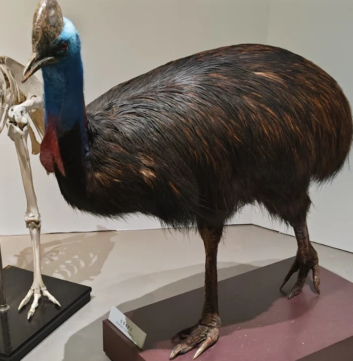鳥の標本600体を見てきたので「ぼくの考えた最強の鳥の足」を創作
