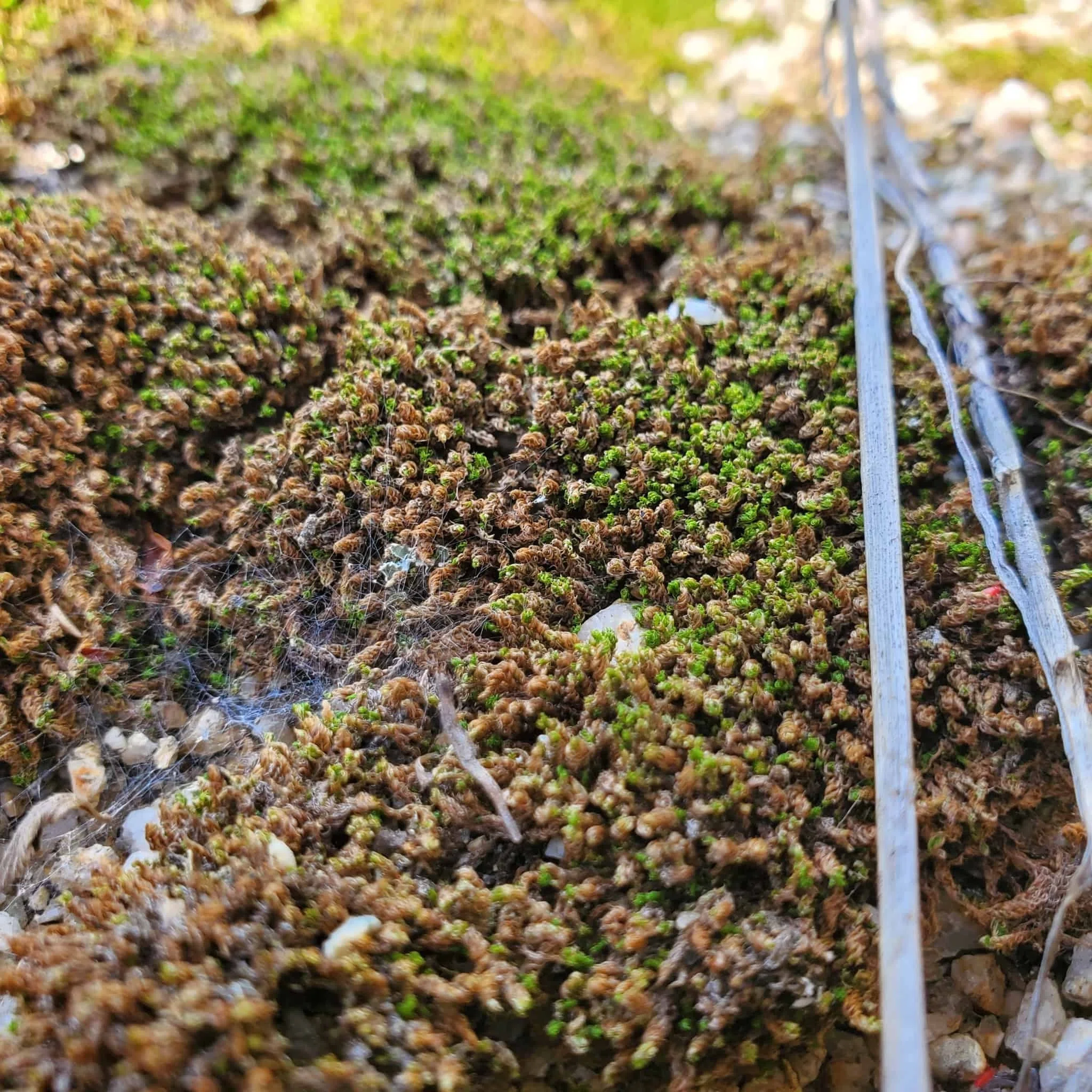 朽木苔 苔をしっかり見てみよう｜moss paradise3055（モスパラ）