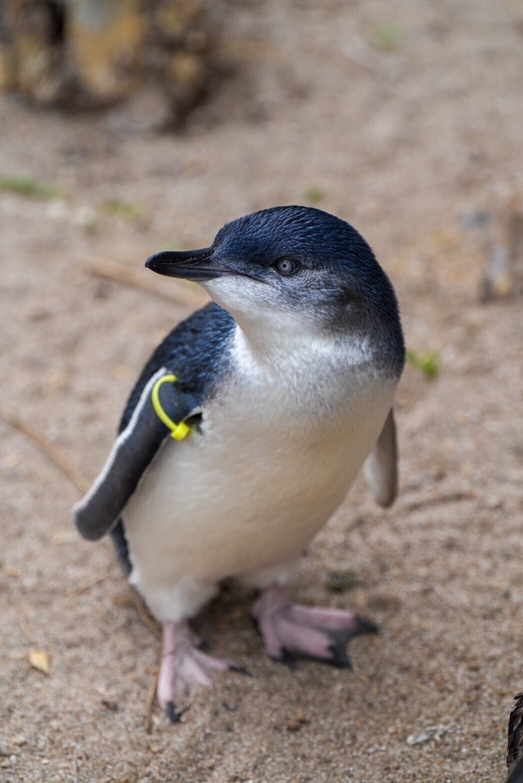 はじめまして、フェアリーペンギン雛｜haru