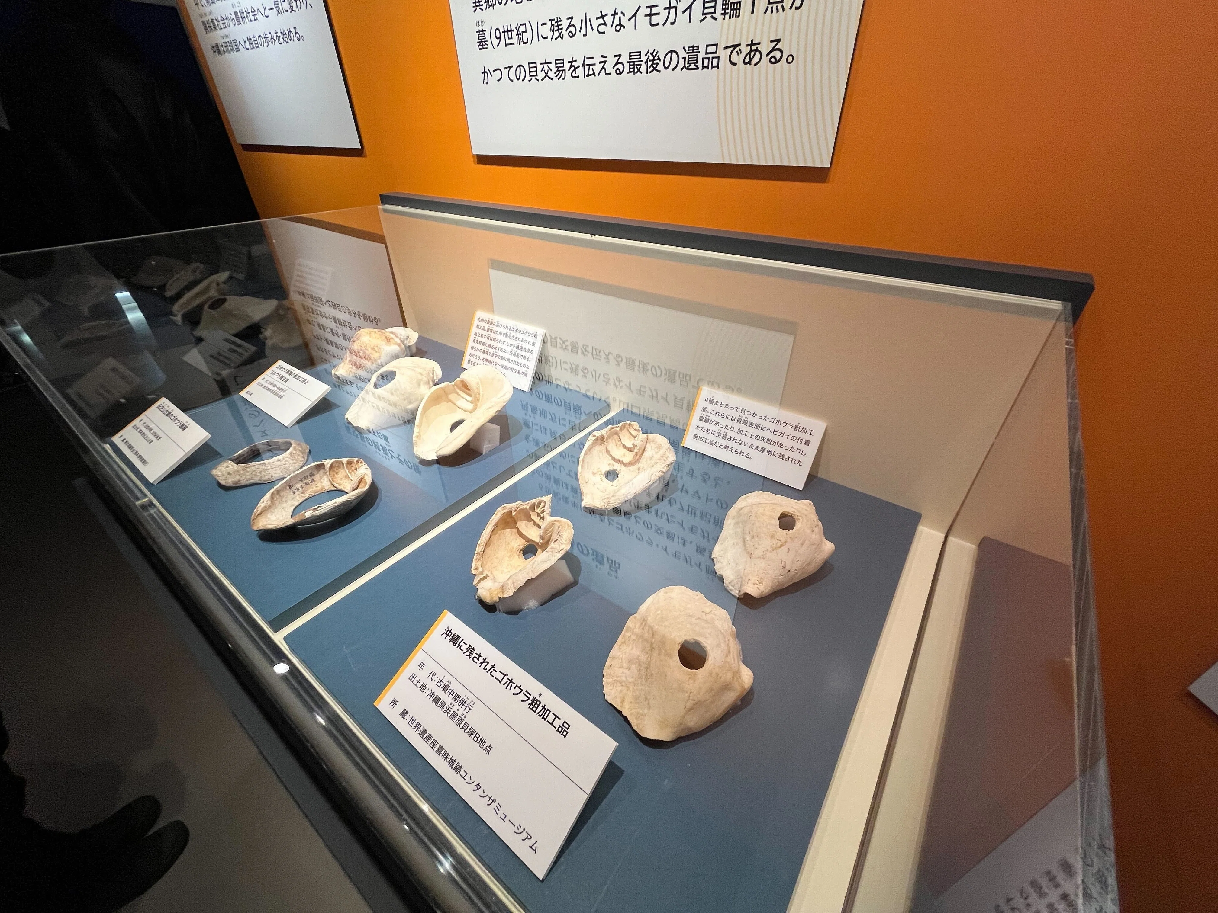 貝の交易から見える古代のネットワーク【古代DNA展】｜古代史note