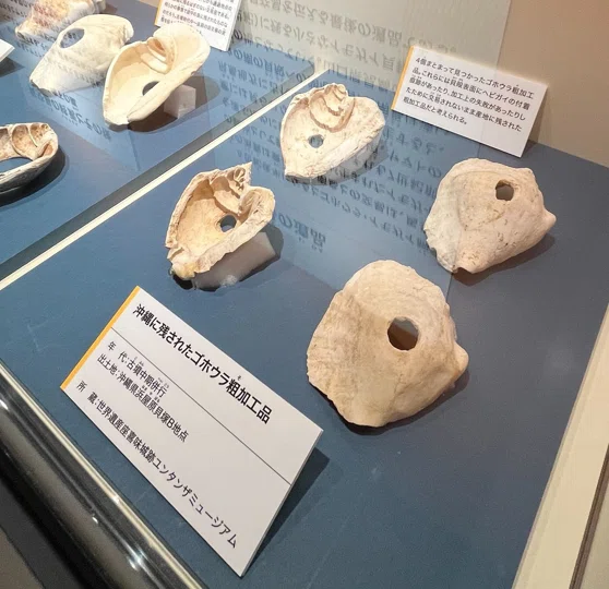 貝の交易から見える古代のネットワーク【古代DNA展】｜古代史note