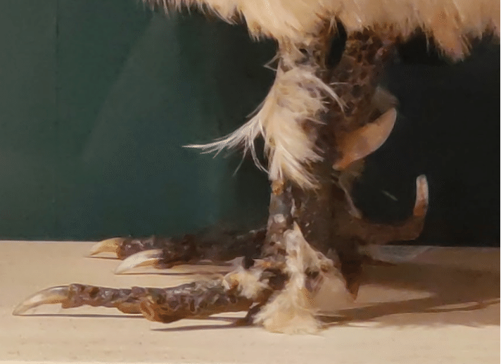 鳥の標本600体を見てきたので「ぼくの考えた最強の鳥の足」を創作