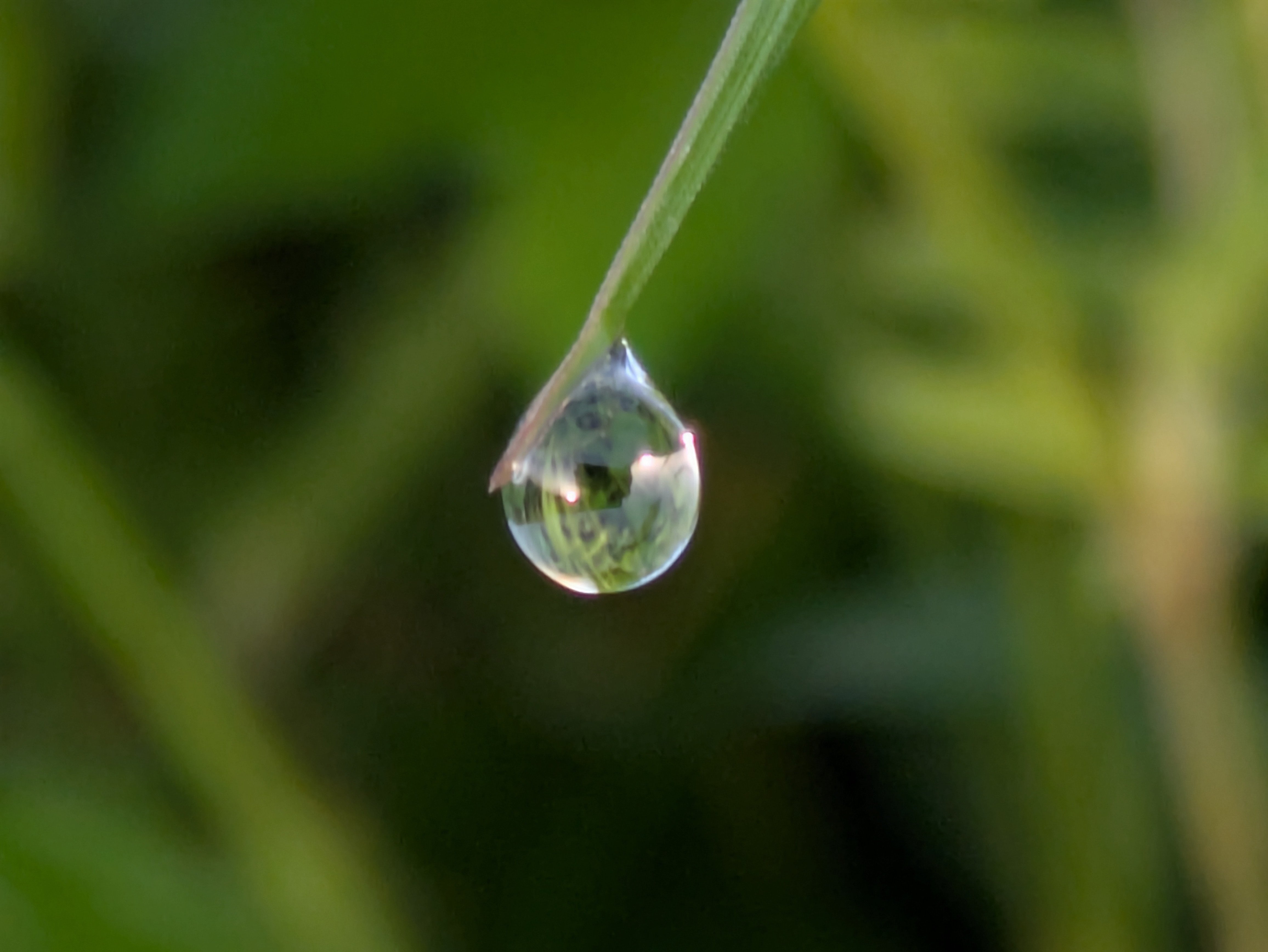 今朝の水滴④｜ichiro70