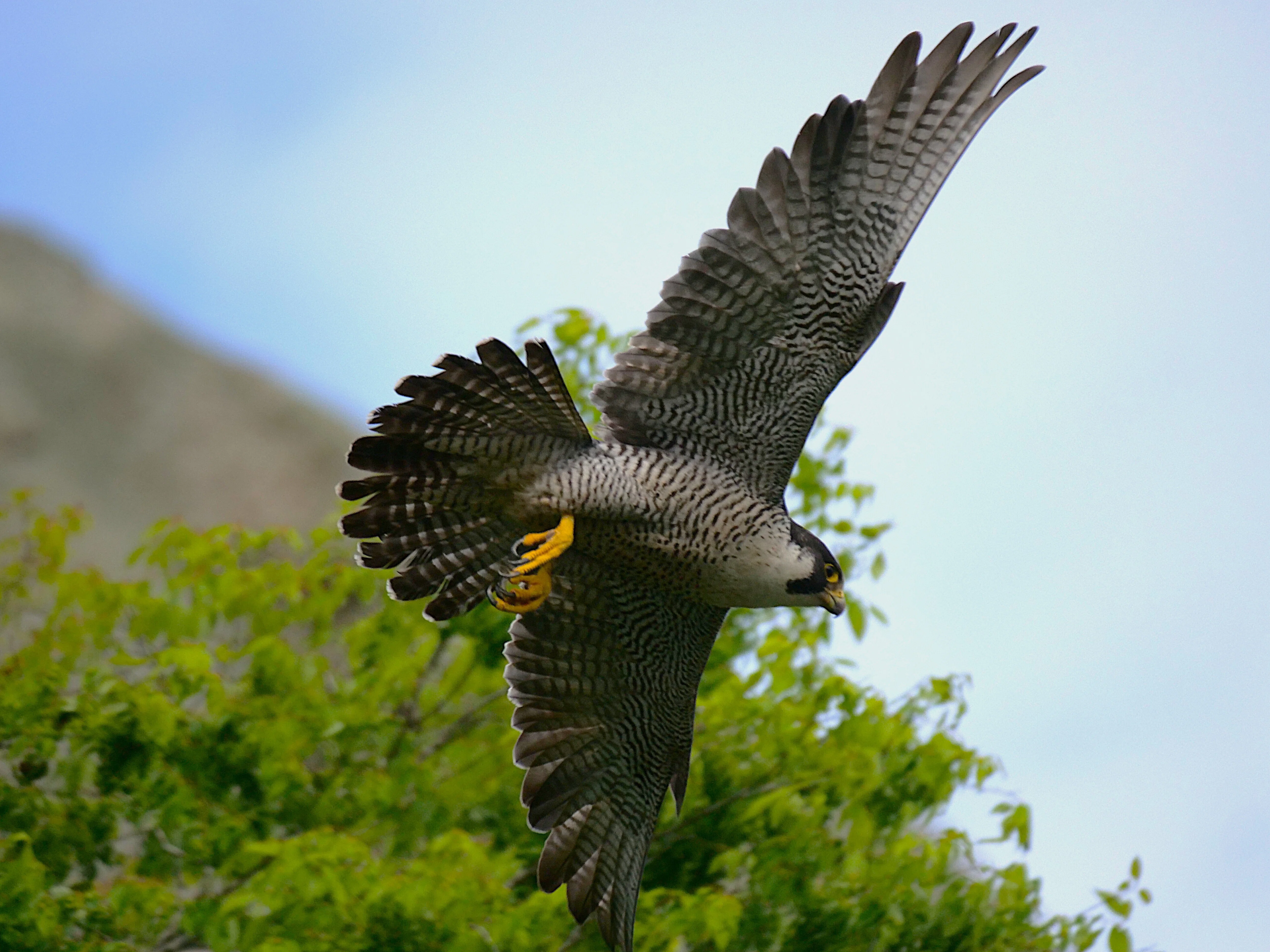 野鳥が好きです!#175「400mm望遠でハヤブサを撮る②(飛翔シーン編/距離