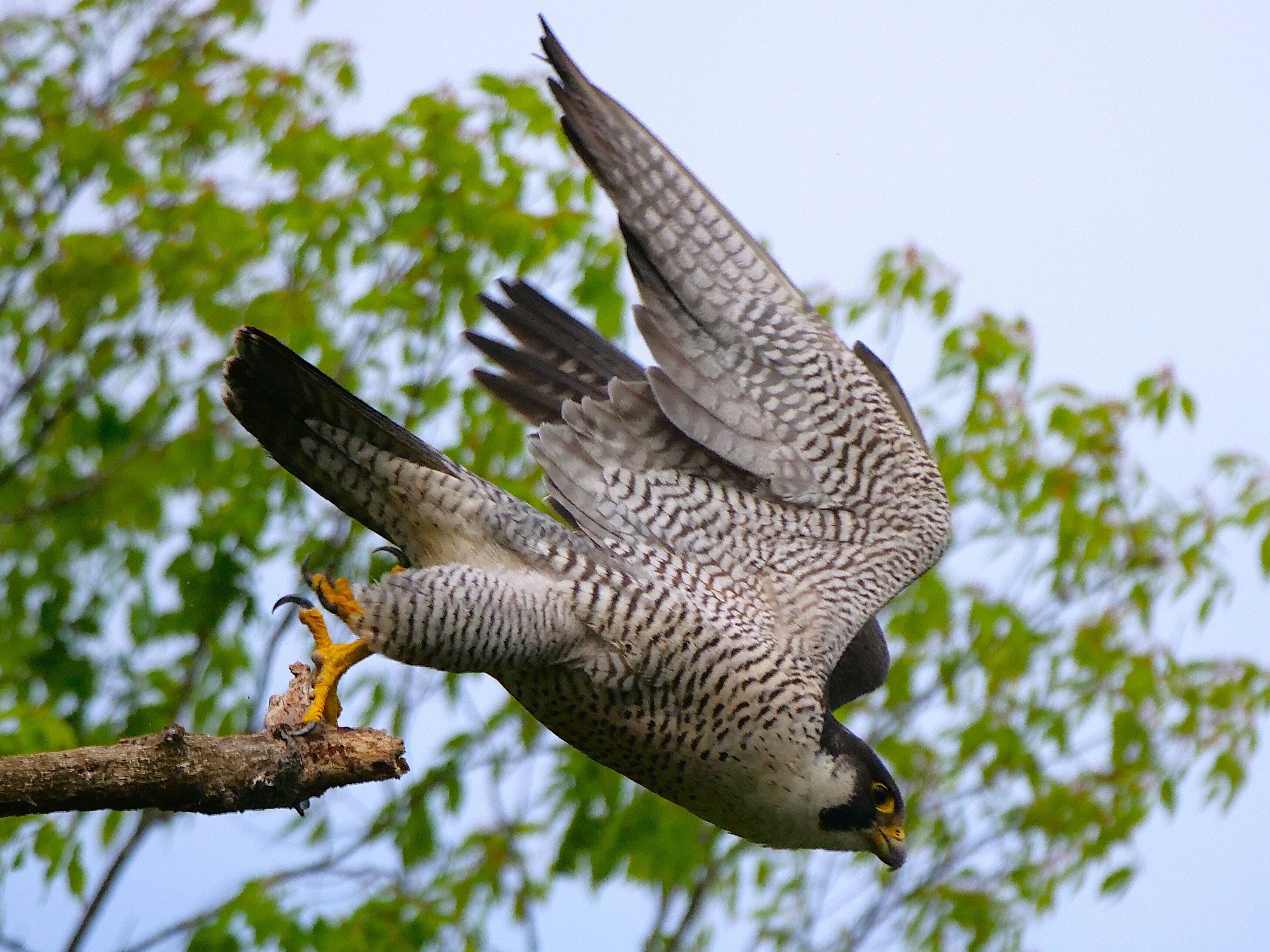 野鳥が好きです!#175「400mm望遠でハヤブサを撮る②(飛翔シーン編/距離