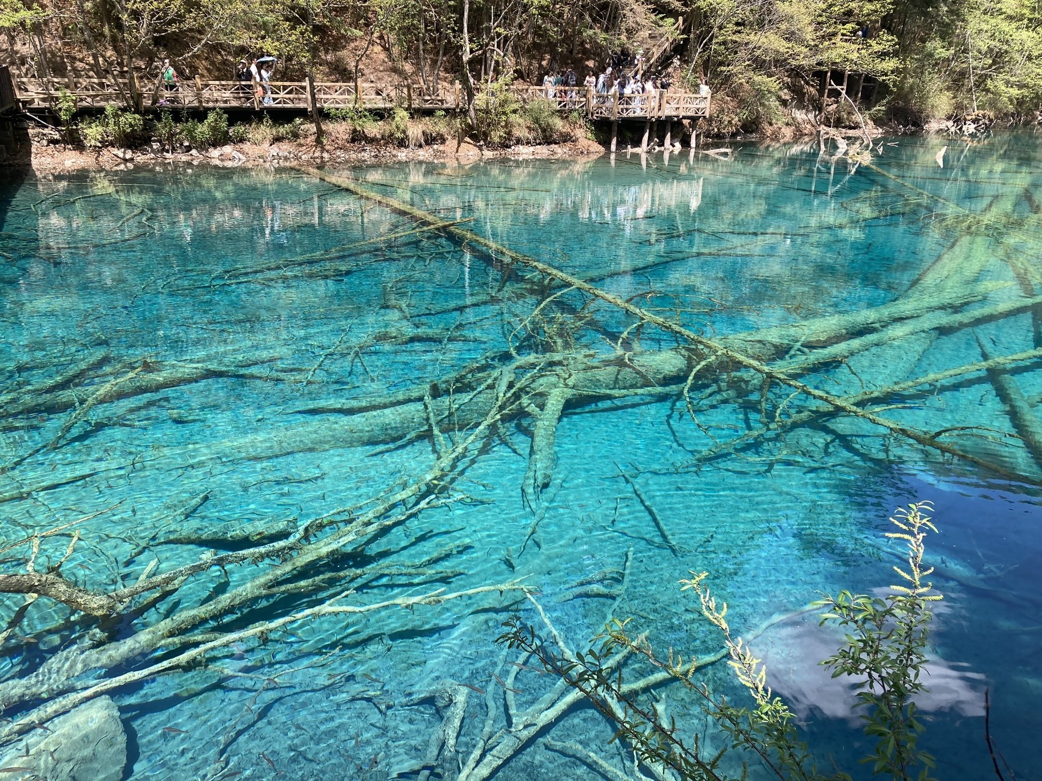 【別売り可能】1ペア オオムラサキ（四川省/中国） 2025労働節 中国四川省の旅1 九寨溝（九寨沟 ）｜たにやん
