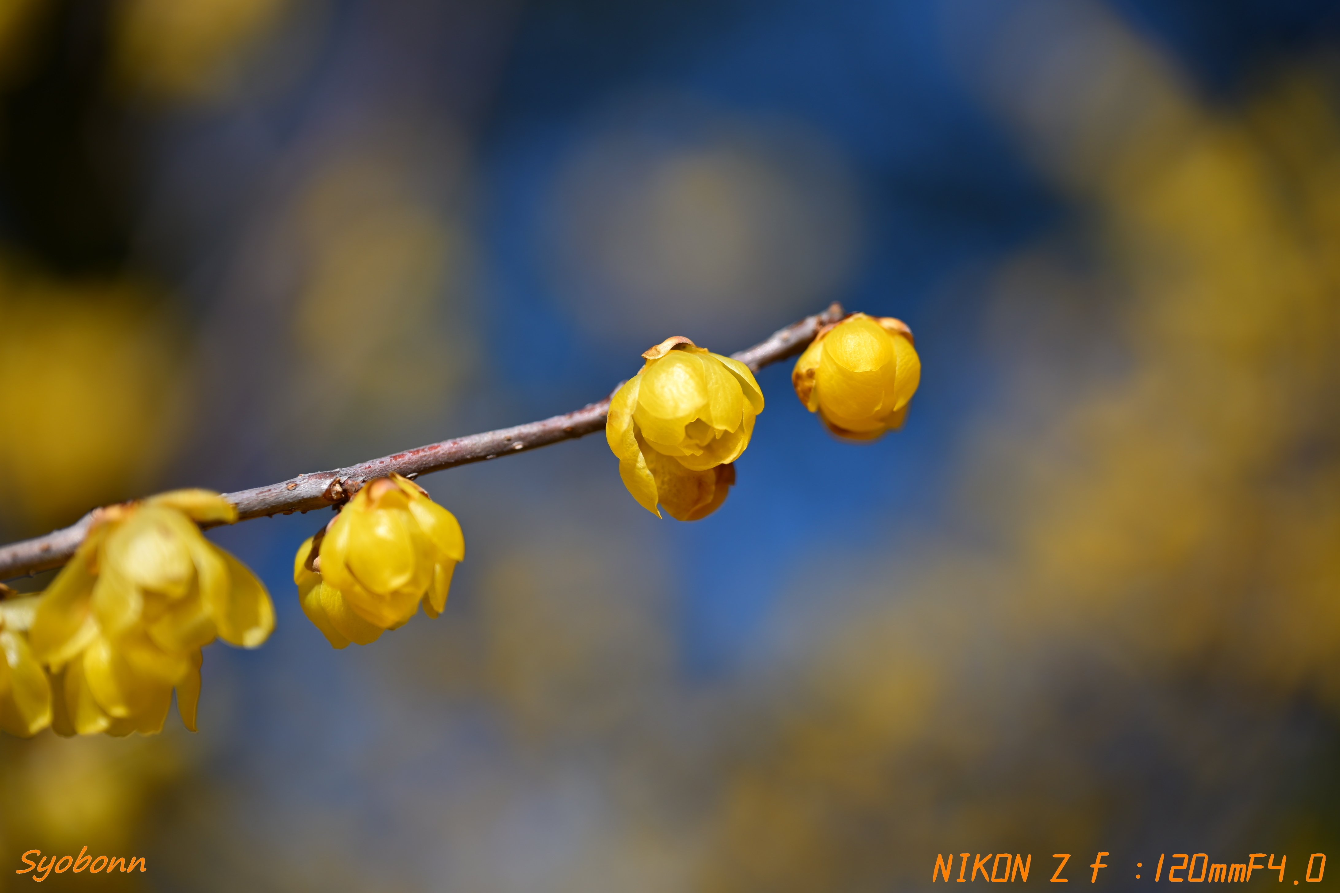 NikonZfで撮る蝋梅 #130_2502｜(´・ω・｀)