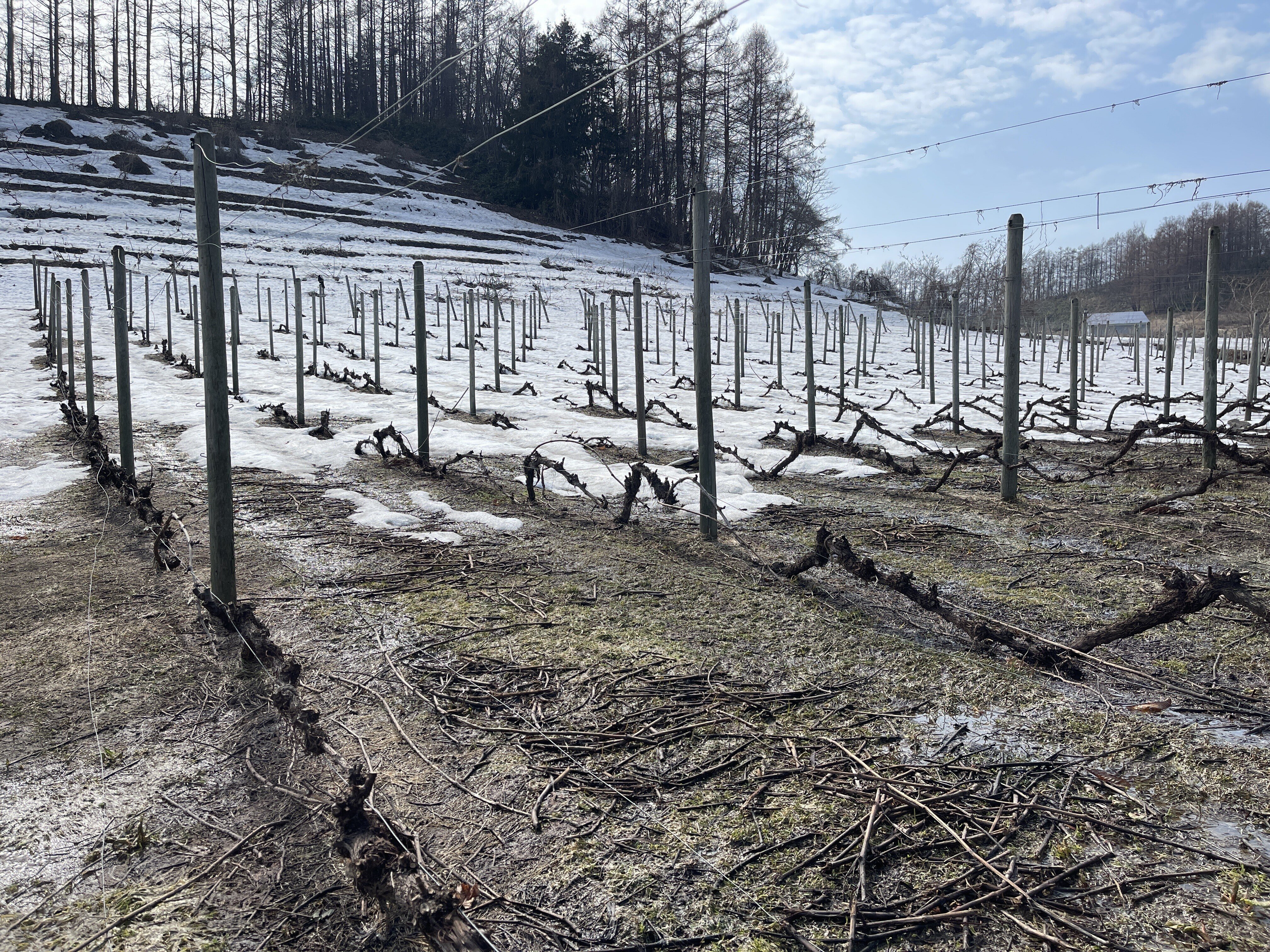 2万本のぶどうの木をゆり起こす4月｜ワイナリー12カ月｜OcciGabi Winery