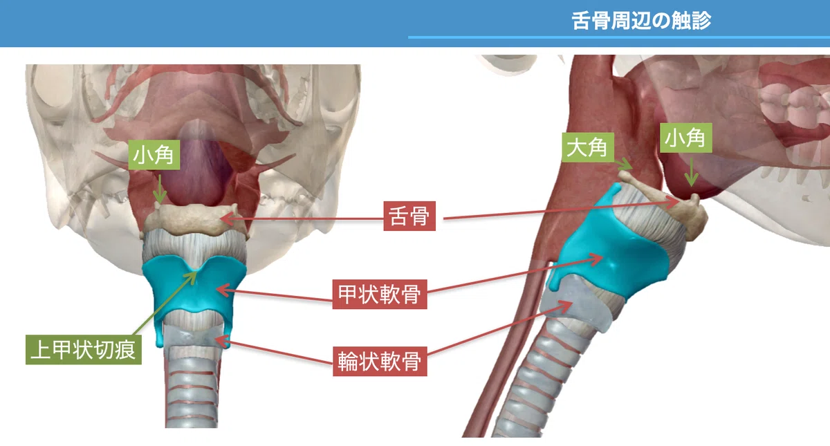 舌骨周囲の機能解剖と嚥下への影響〜基礎編〜|臨床の強化Note!石田匡章
