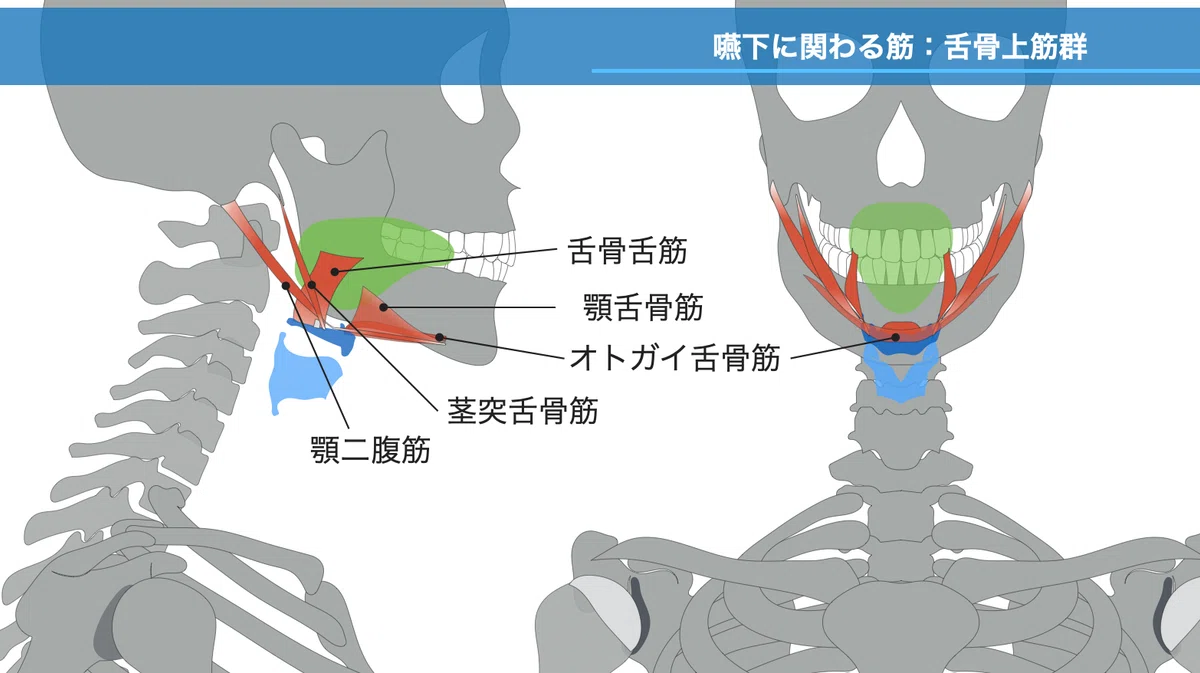 舌骨周囲の機能解剖と嚥下への影響〜基礎編〜｜臨床の強化Note！石田匡章