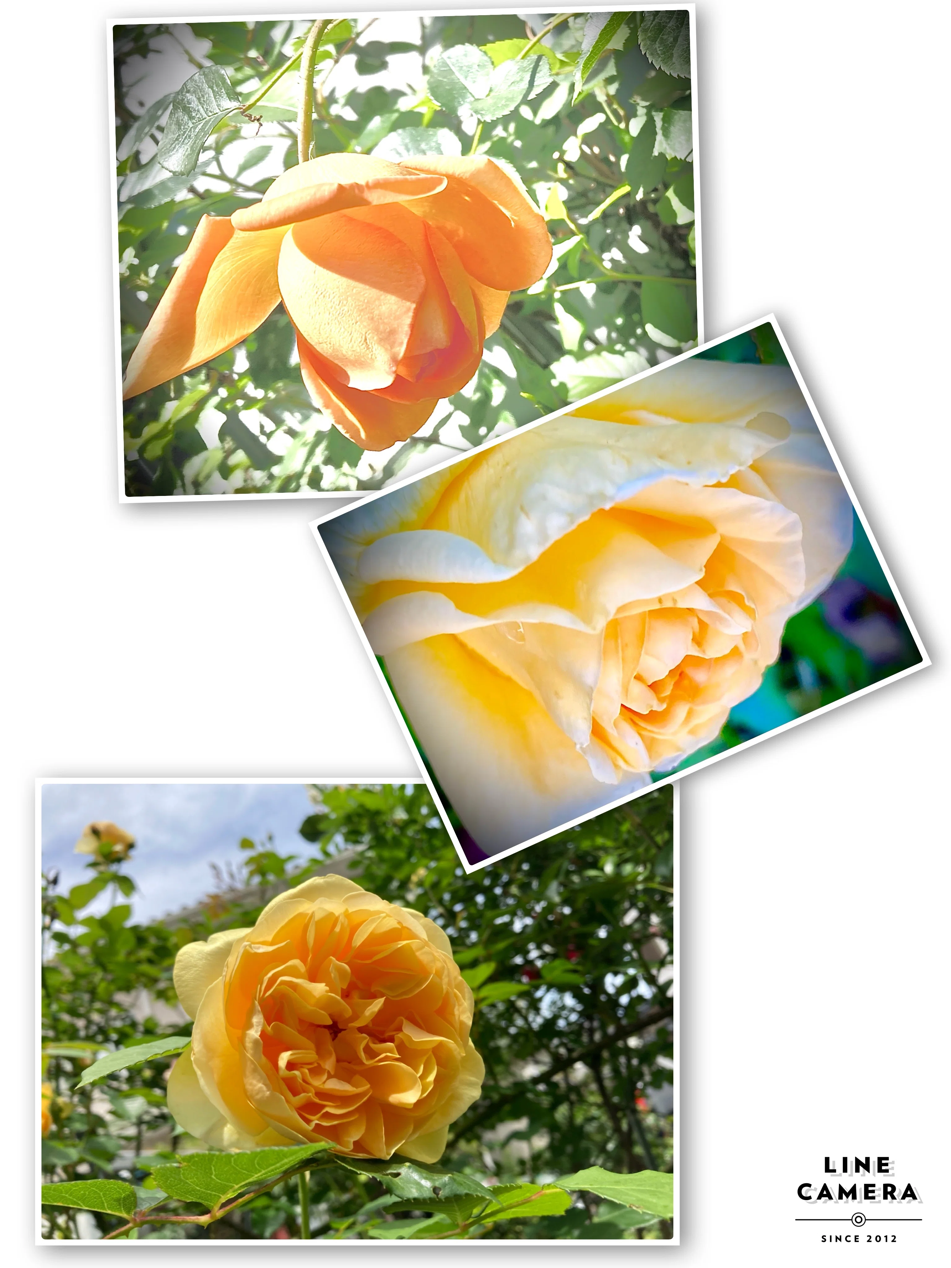 128. 牡丹と薔薇はﾄﾞﾁﾗｶﾞｷﾚｲ《歌詞》｜こすもす
