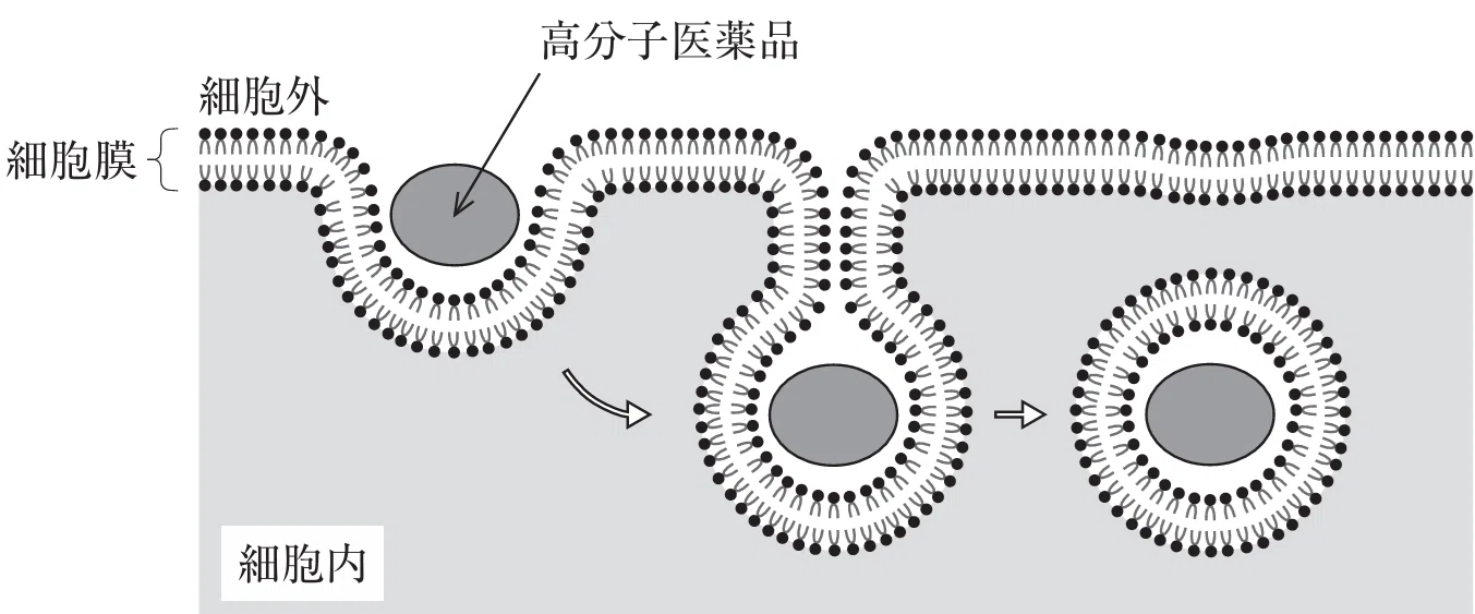 松廼屋｜論点解説 薬剤師国家試験対策ノート 必須問題 薬剤 第110回 全