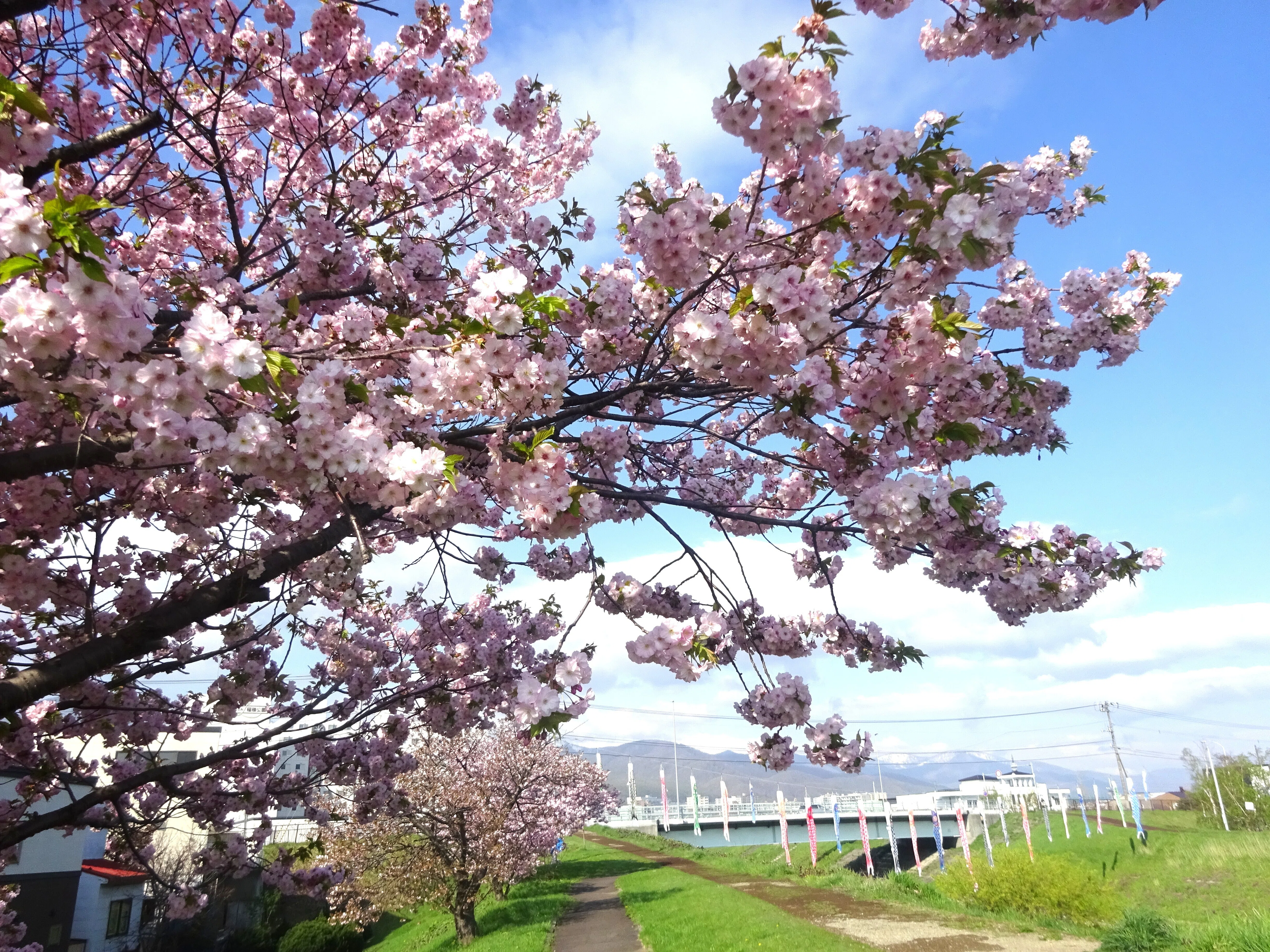 札幌市内で見頃の桜(2025年5月5日)｜北海道さっぽろ観光案内所