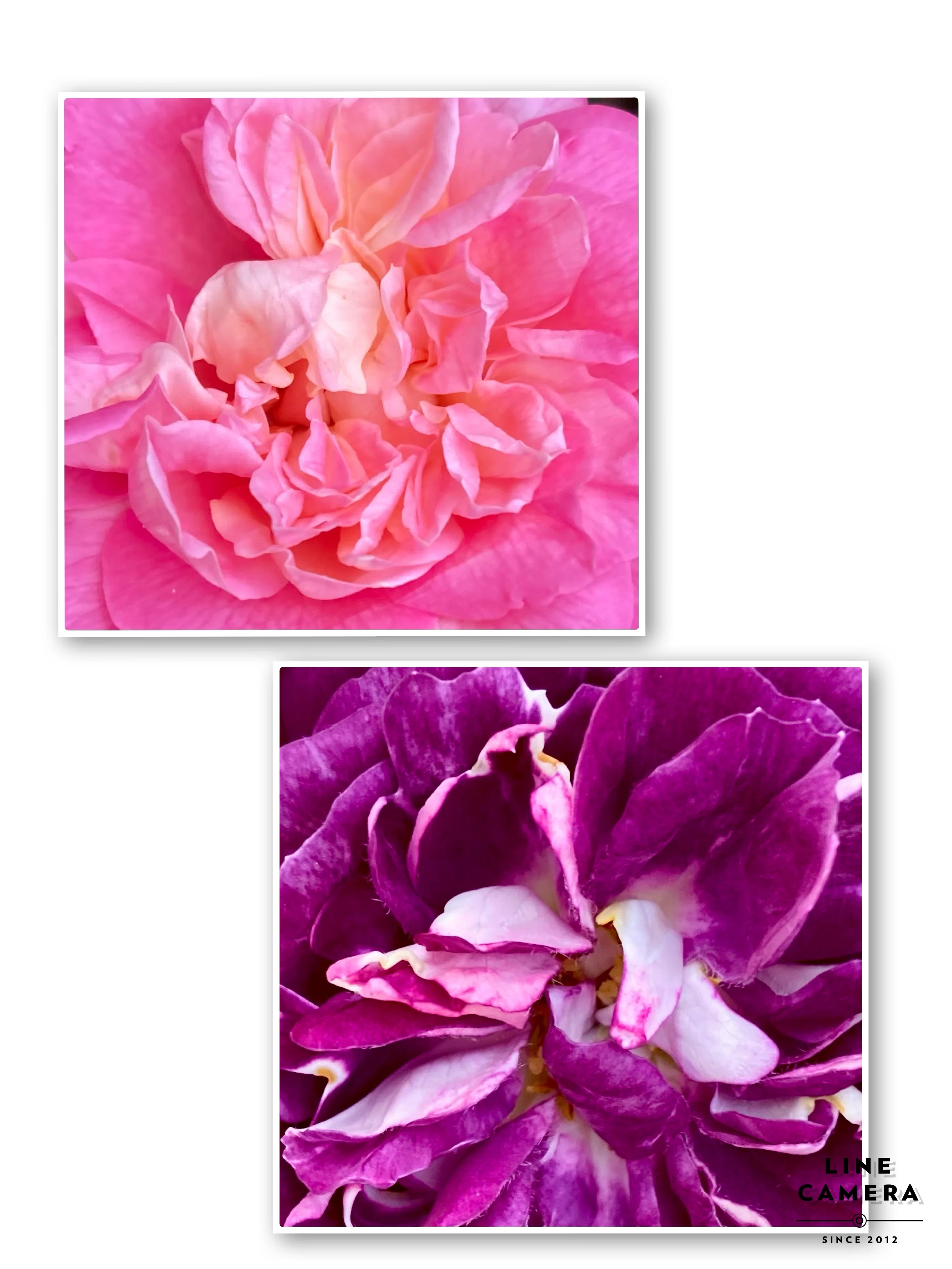128. 牡丹と薔薇はﾄﾞﾁﾗｶﾞｷﾚｲ《歌詞》｜こすもす