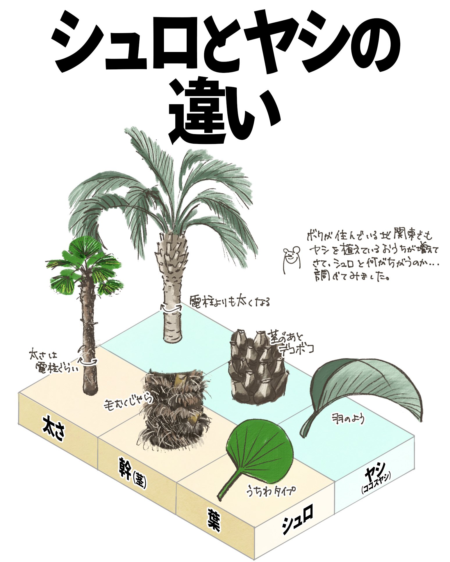 シュロとヤシの違い｜くますけ｜自然ガイド・クリエイター