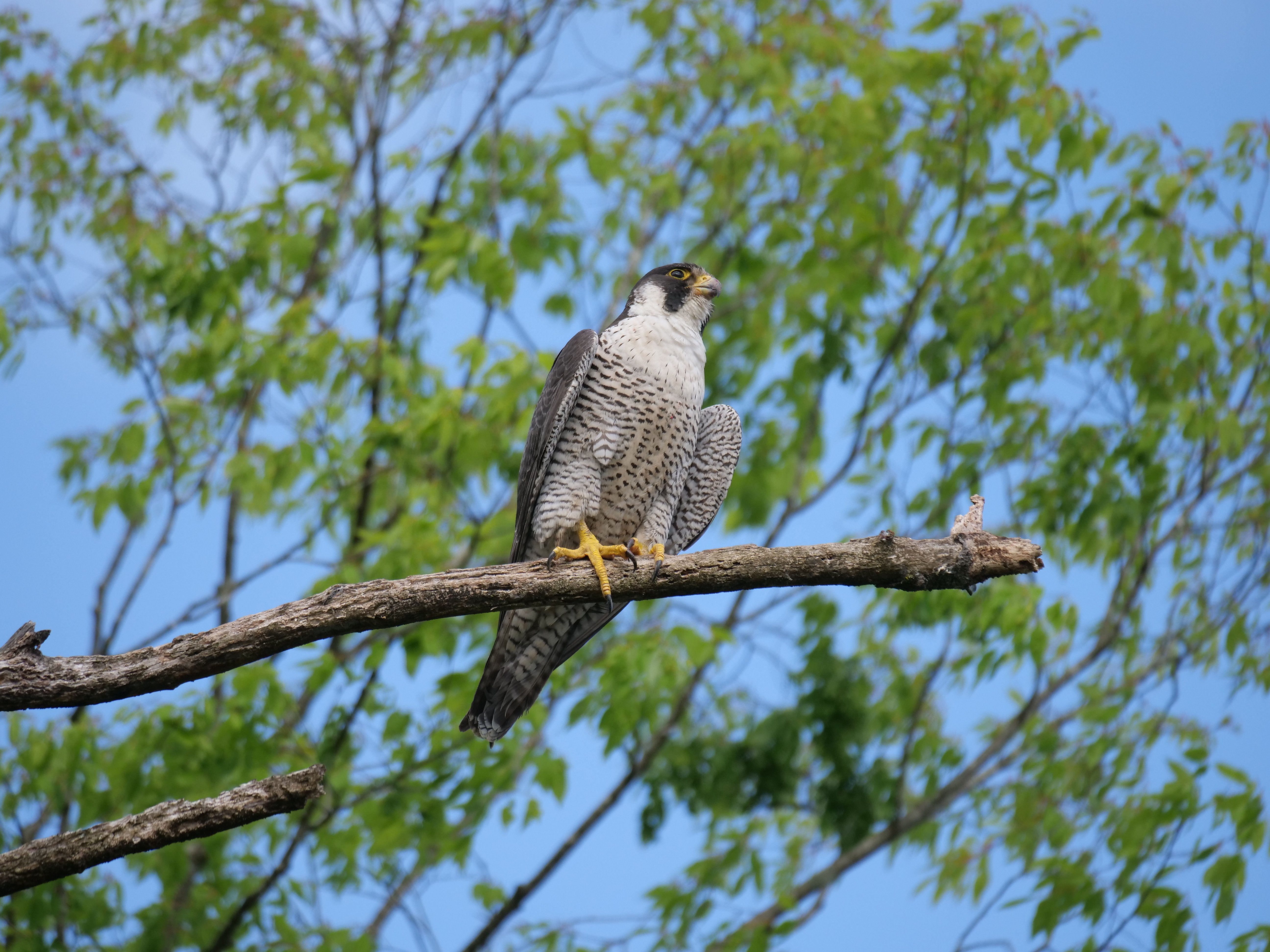 野鳥が好きです!#176「400mm望遠でハヤブサを撮る③(撮影モード別編