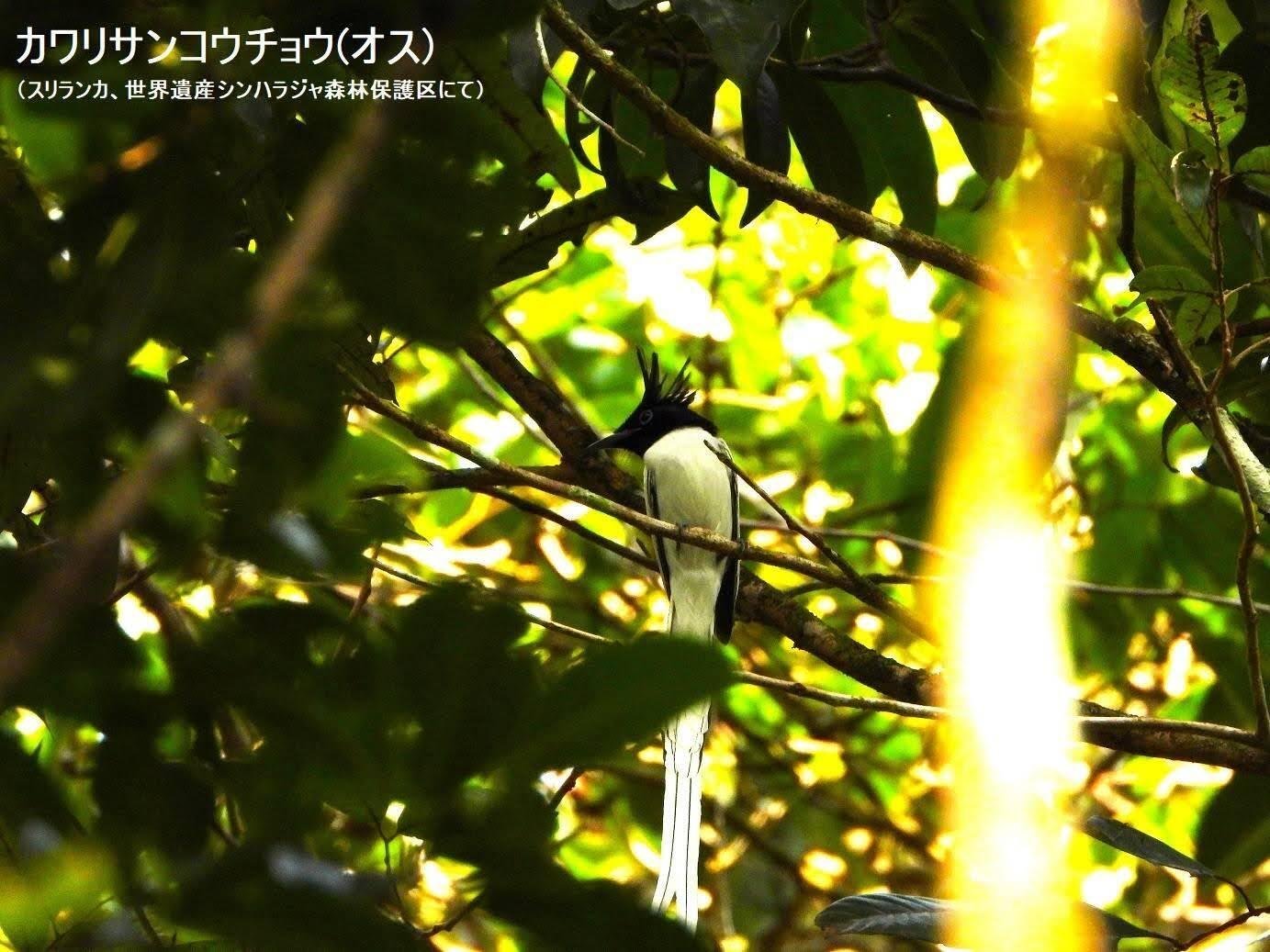 スリランカ探鳥記04 カワリサンコウチョウ｜一羽一会(いちわいちえ