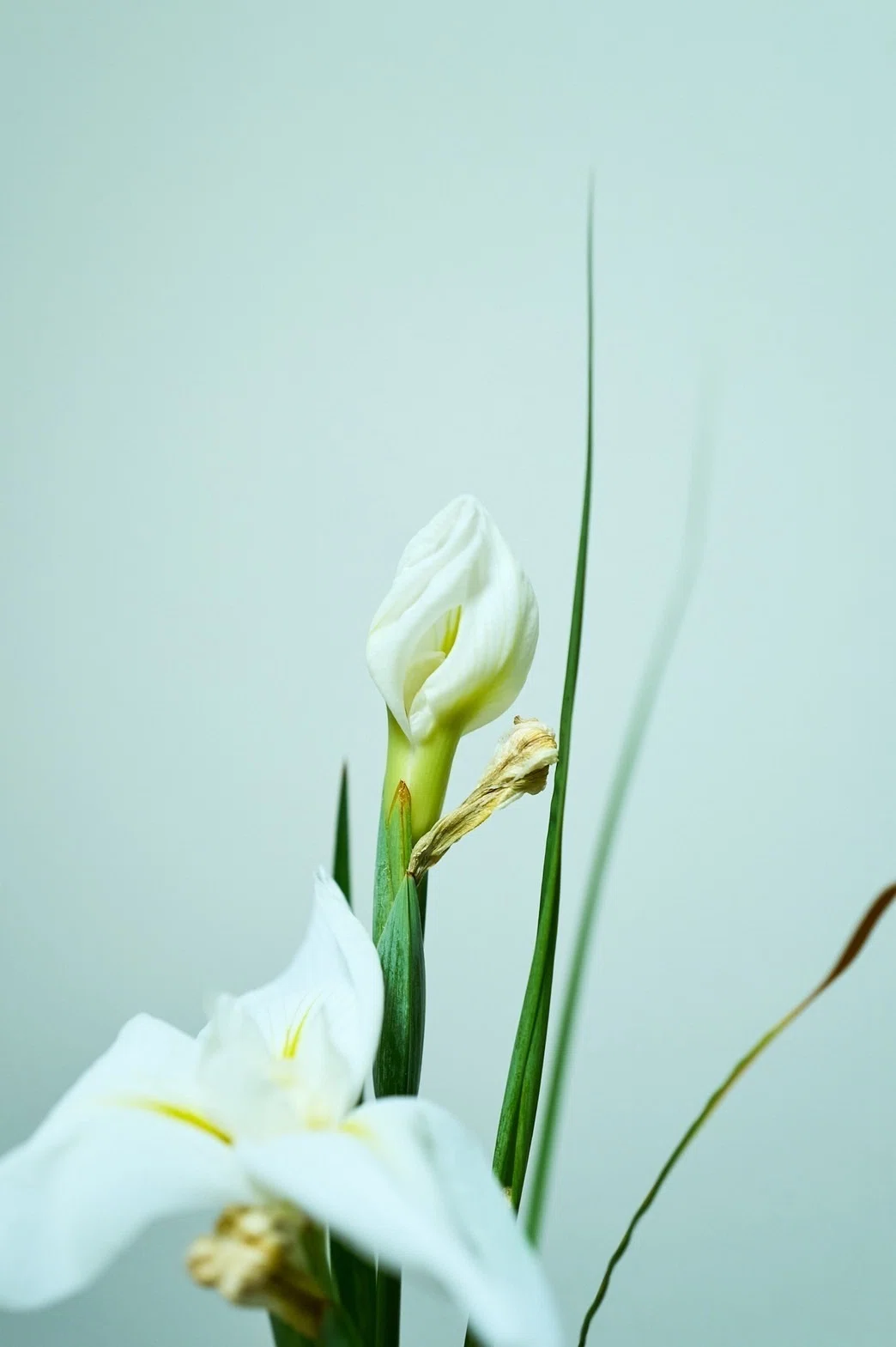 菖蒲の花｜takumi YANO