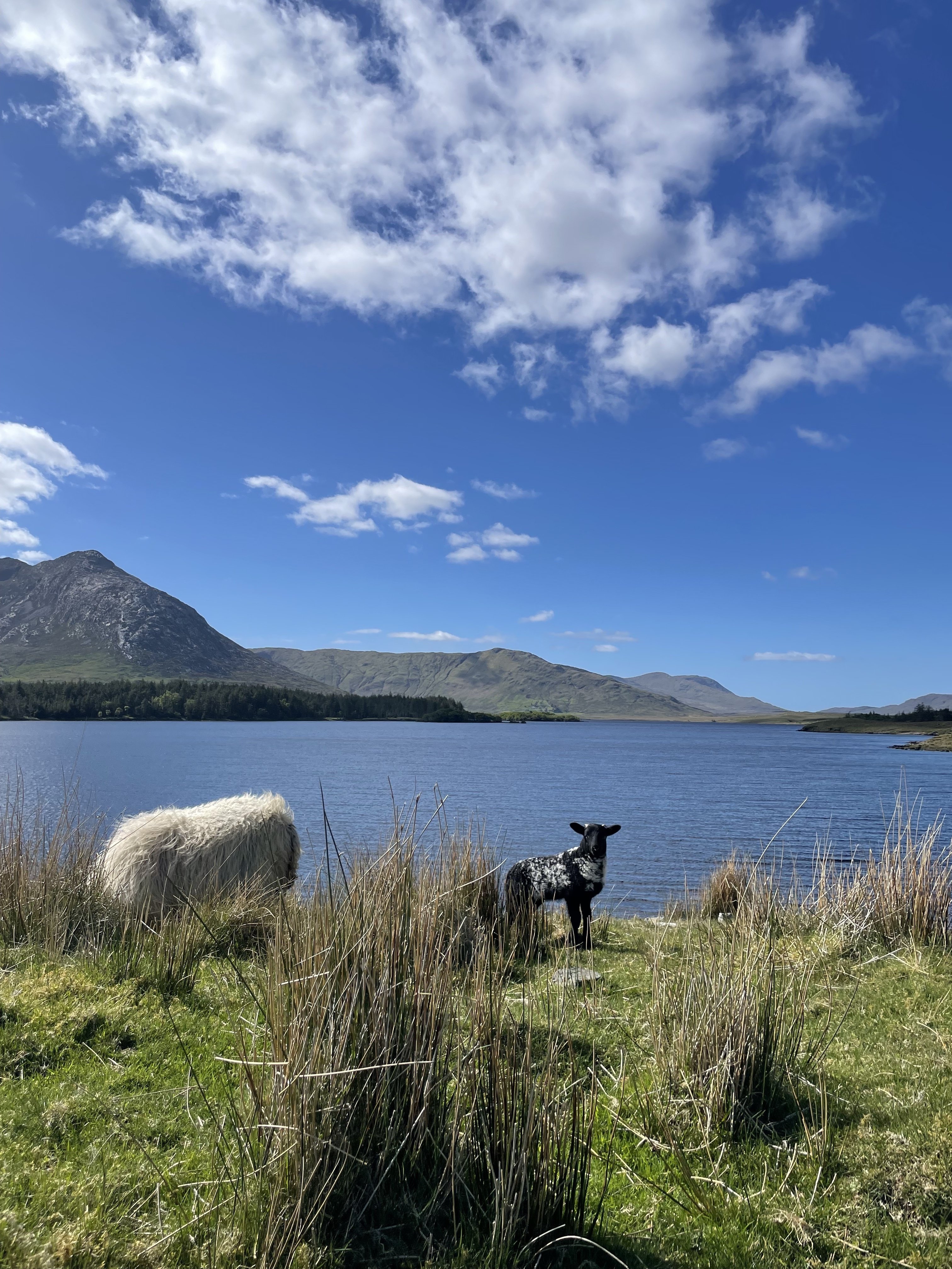 アイルランドの自然と岩｜くるんぷり