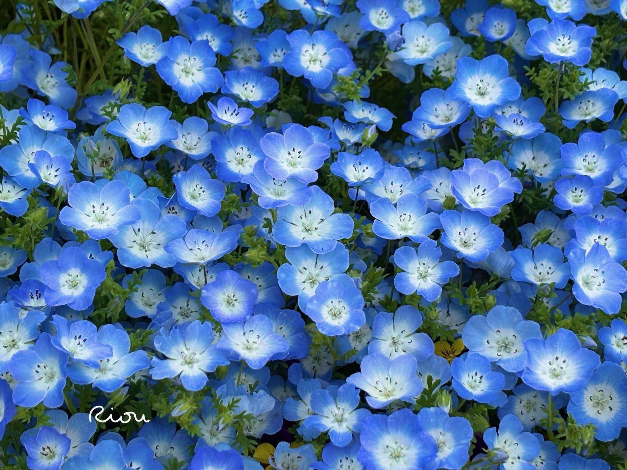 花言葉】ネモフィラ（Nemophila）｜璃桜（りおう）＠日常の彩り