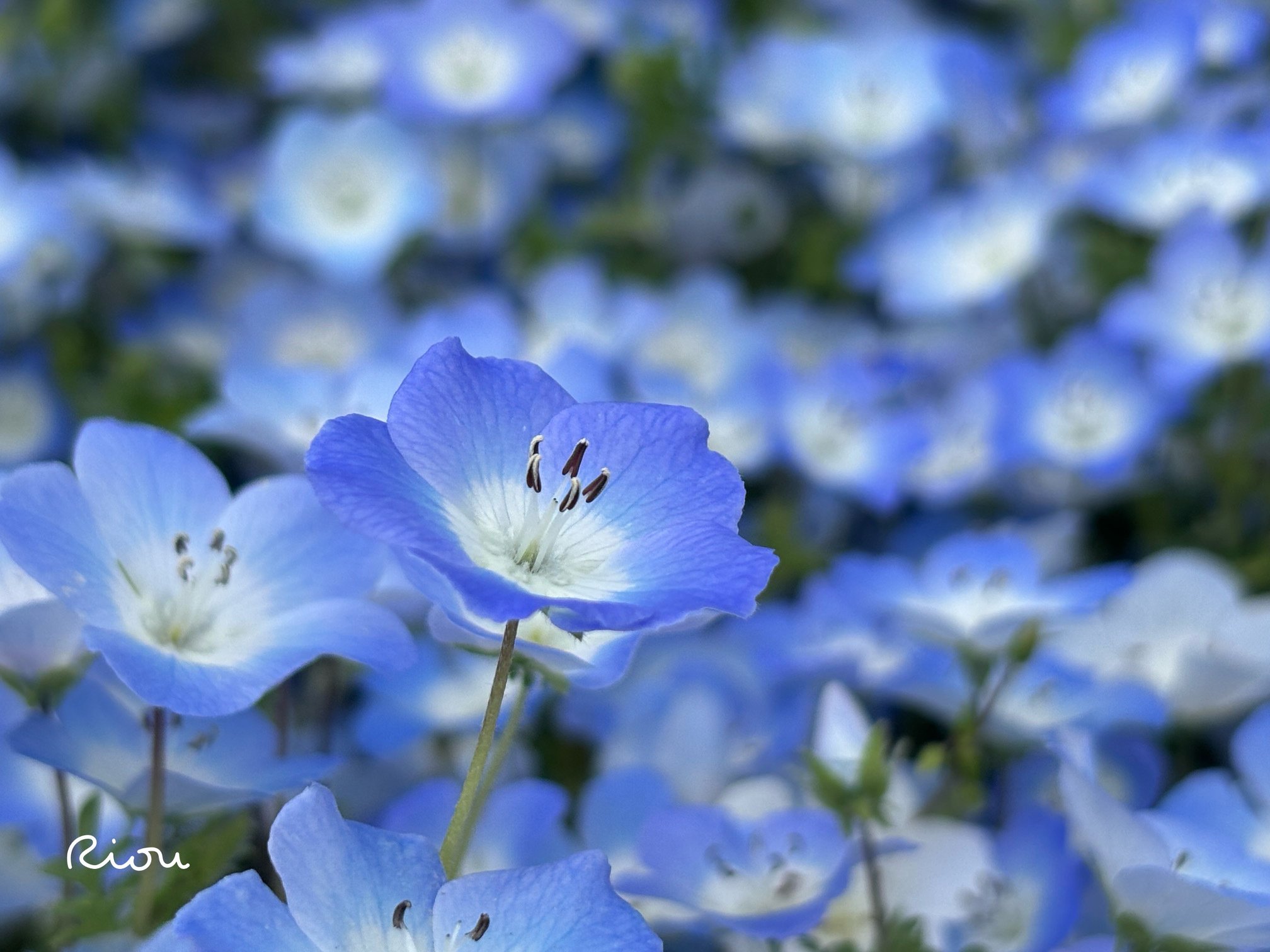 花言葉】ネモフィラ（Nemophila）｜璃桜（りおう）＠日常の彩り
