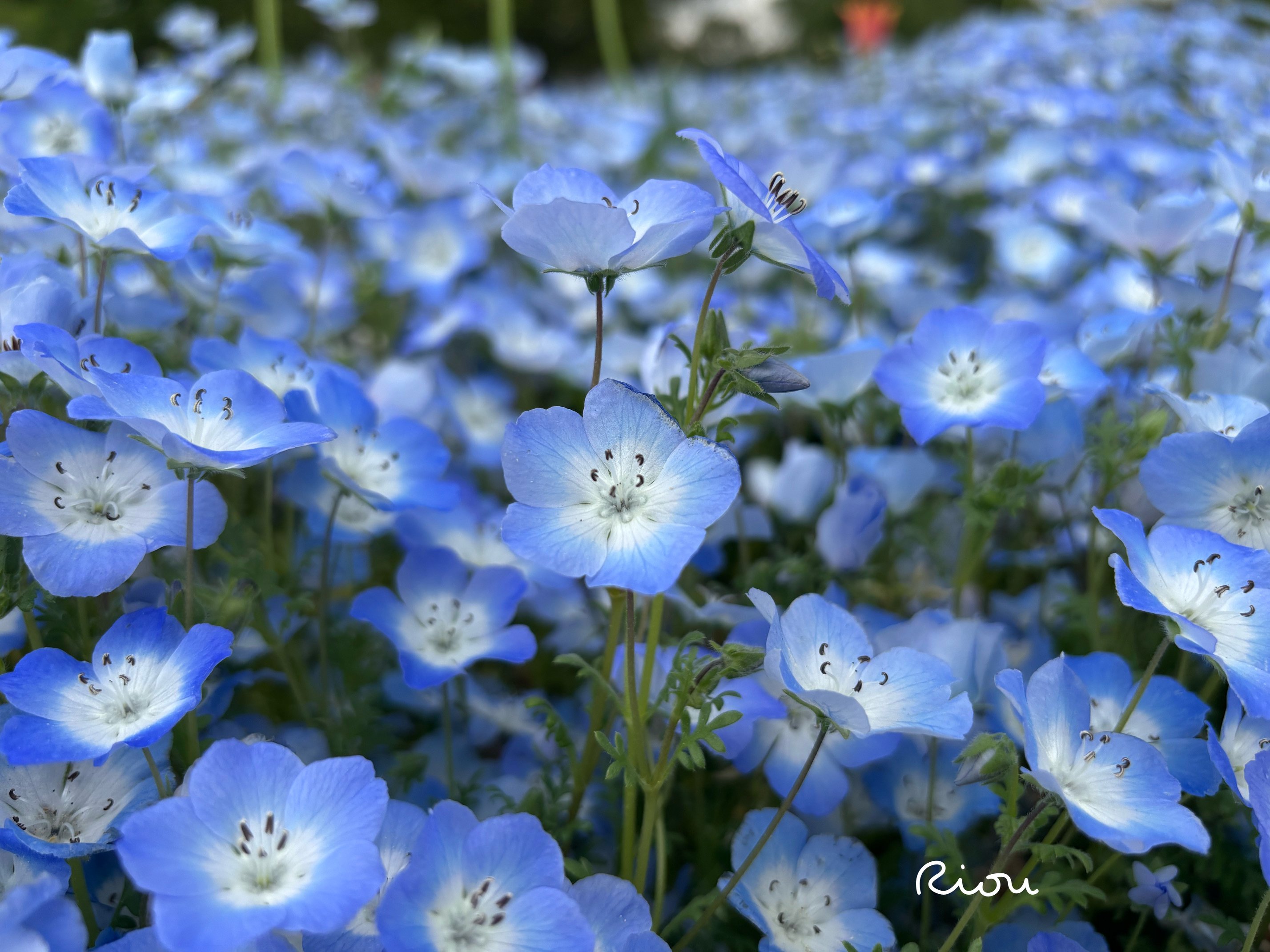 花言葉】ネモフィラ（Nemophila）｜璃桜（りおう）＠日常の彩り