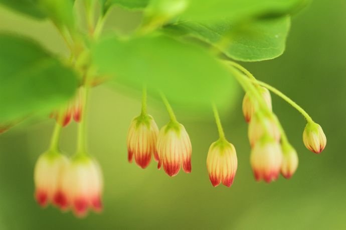 山採り　サラサドウダン サラサドウダン・その花言葉は”明るい未来” | 但馬の情報発信