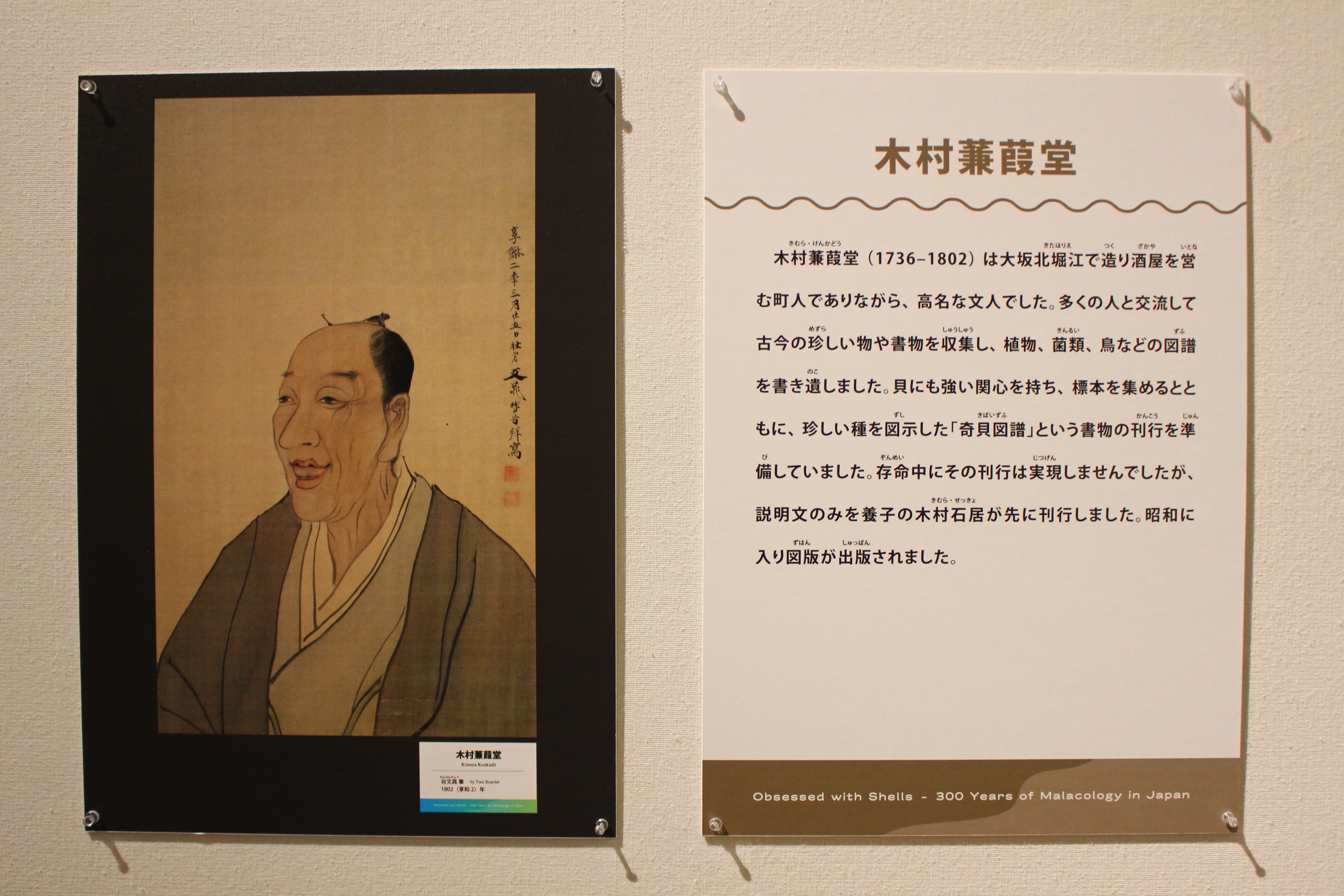 貝千種」風呂敷 大阪市立自然史博物館 完売品 新品未開封】貝千種 風呂敷