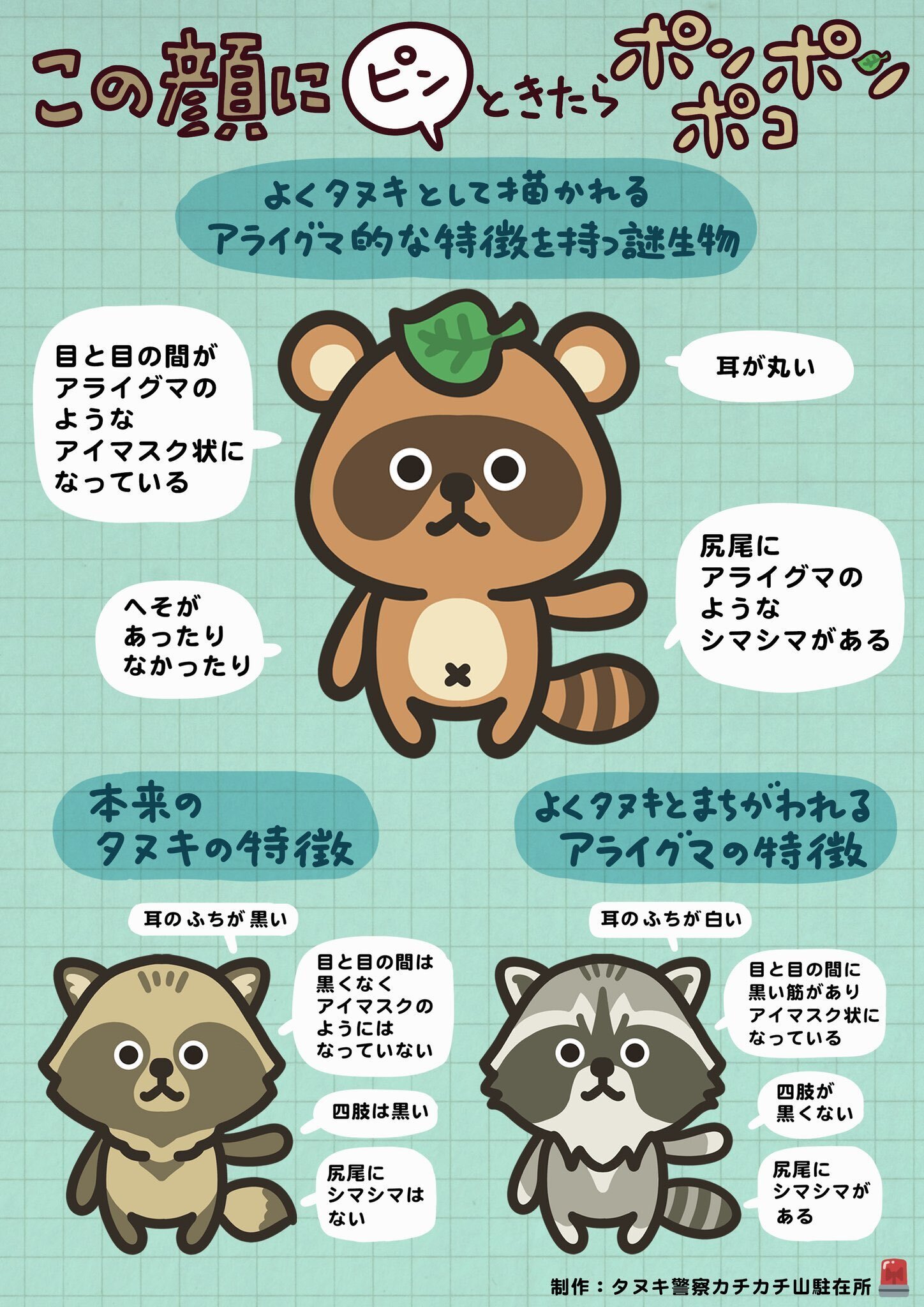 この顔にピン！ときたらポンポコポン｜タヌキじゃないタヌキに御用心