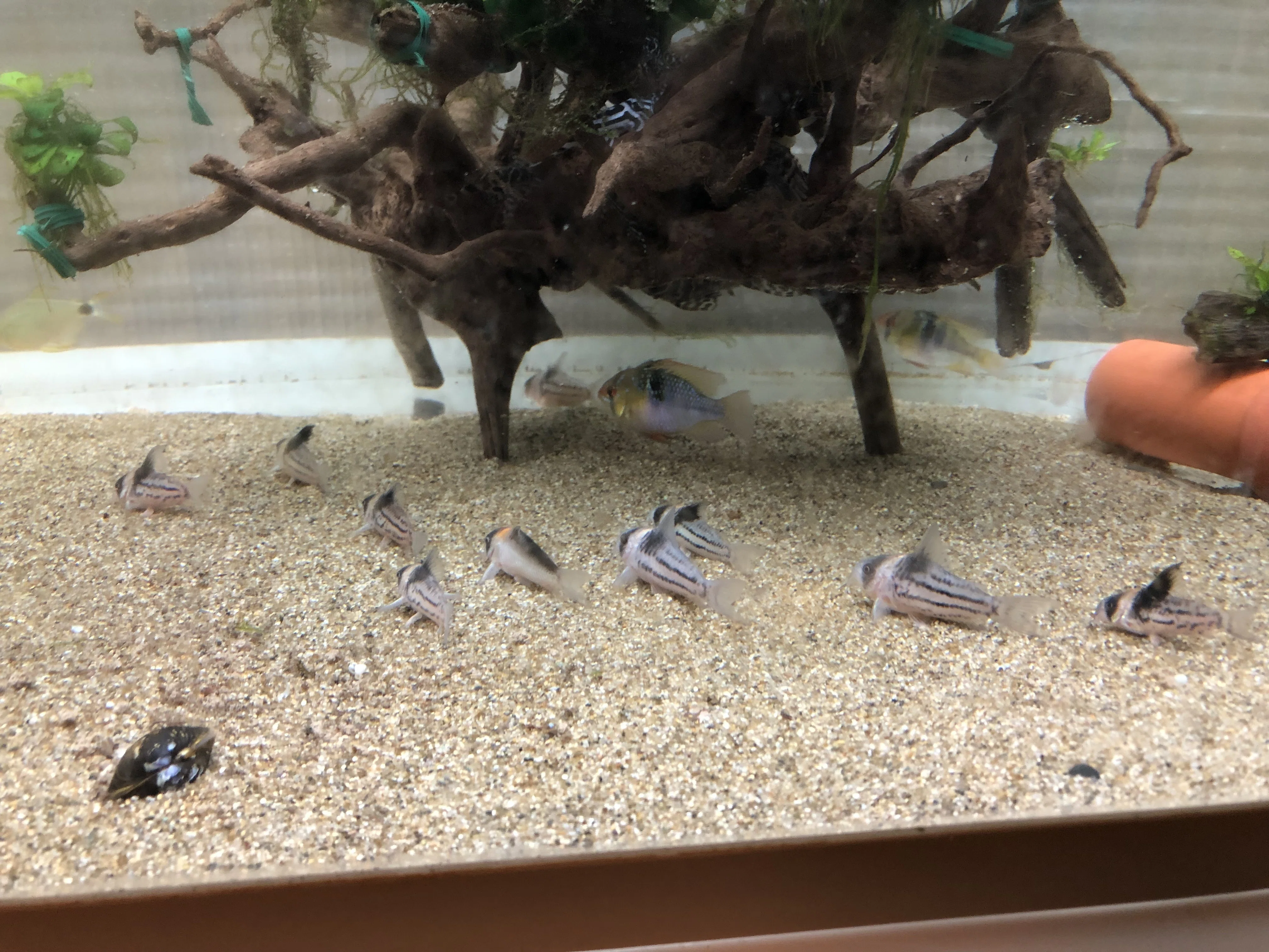 コリドラス コリドラス コルレア5匹 + 稚魚5匹 コルレア 幼魚5匹 