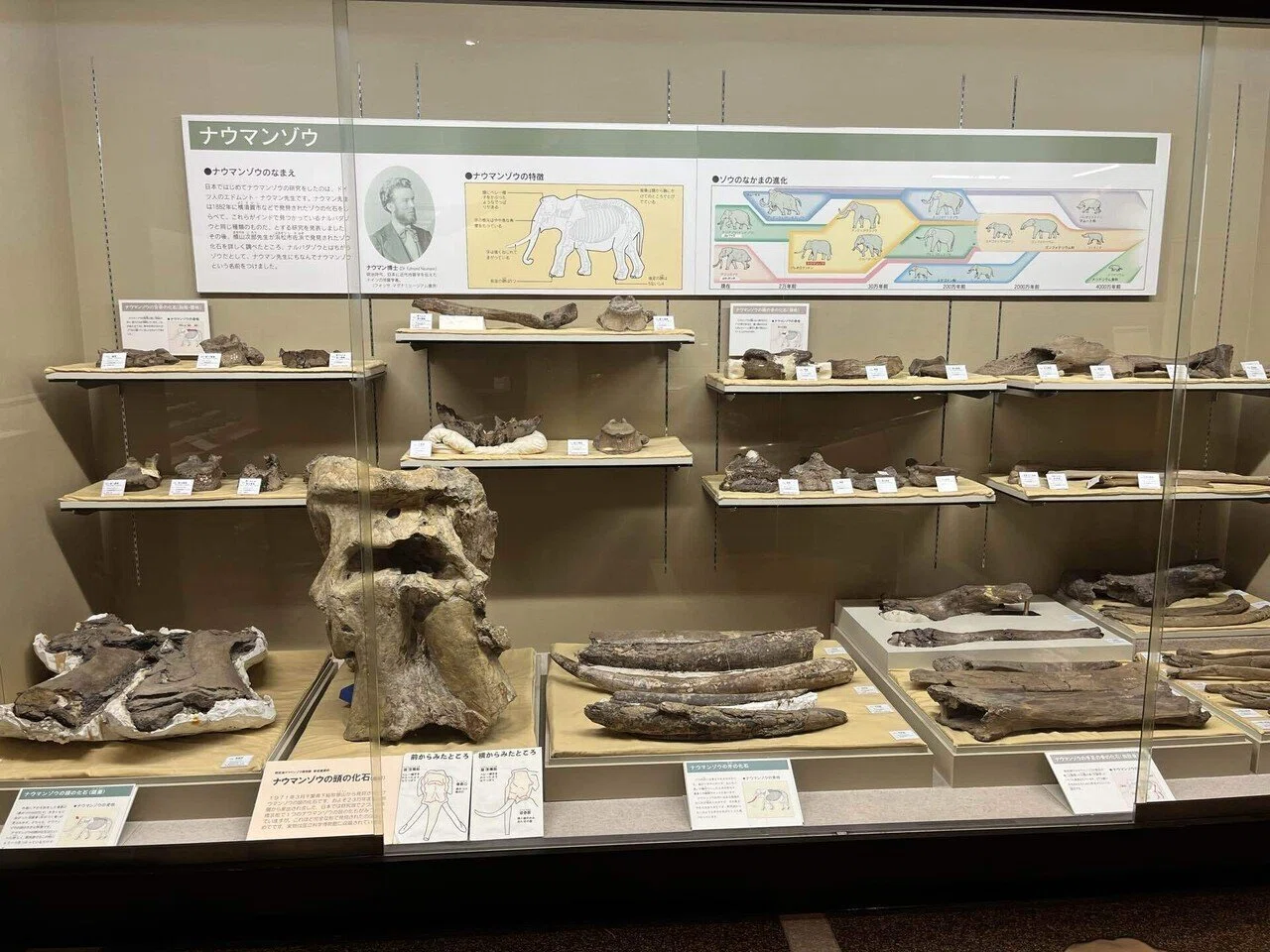 ナウマンゾウの旅の果て 野尻湖畔で古代人の祈りの声を聴いた【紀行文