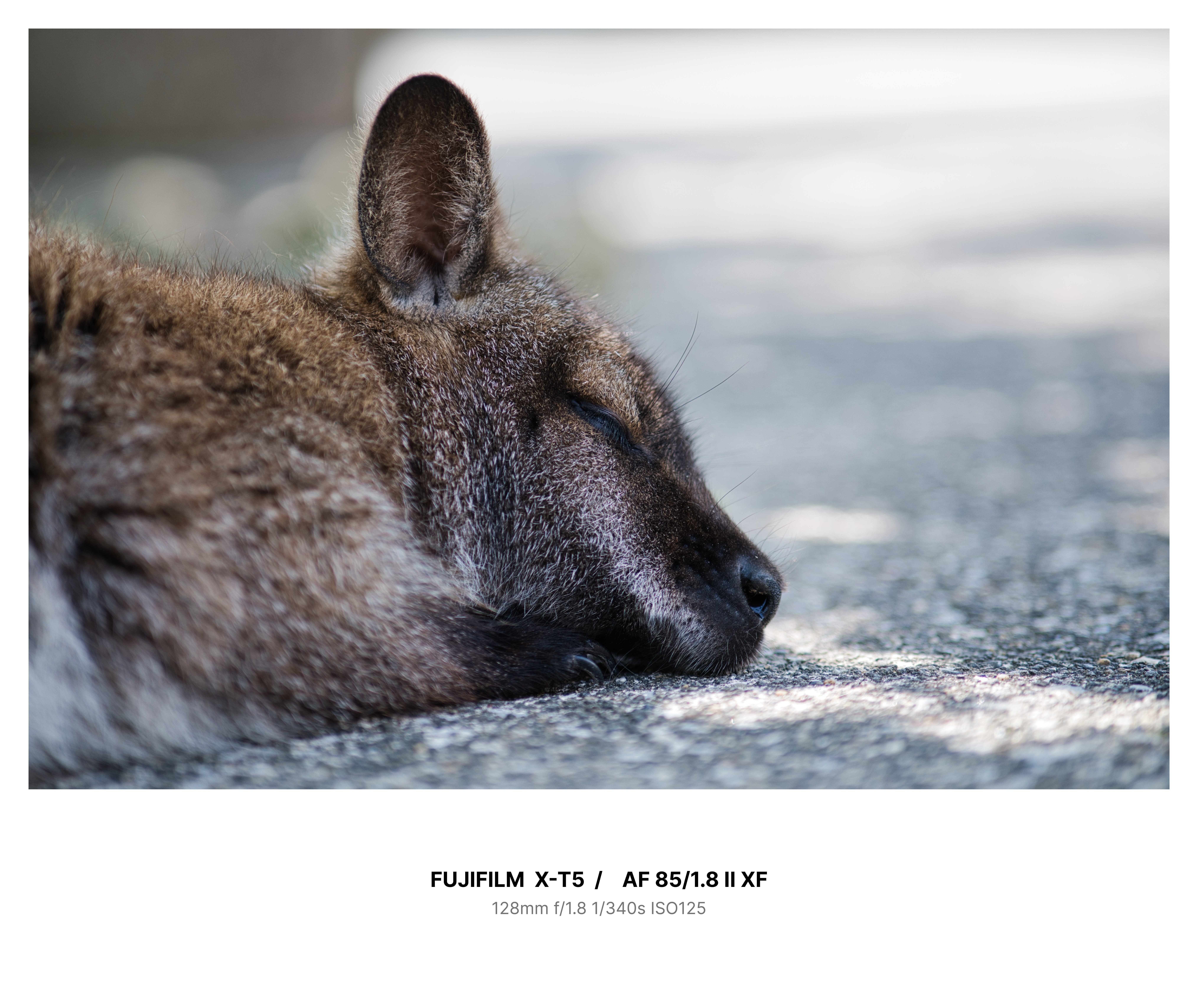 カメラと一緒に伊豆旅行 【X-T5 / NOKTON 35mm F1.2 / VILTROX AF85 F1