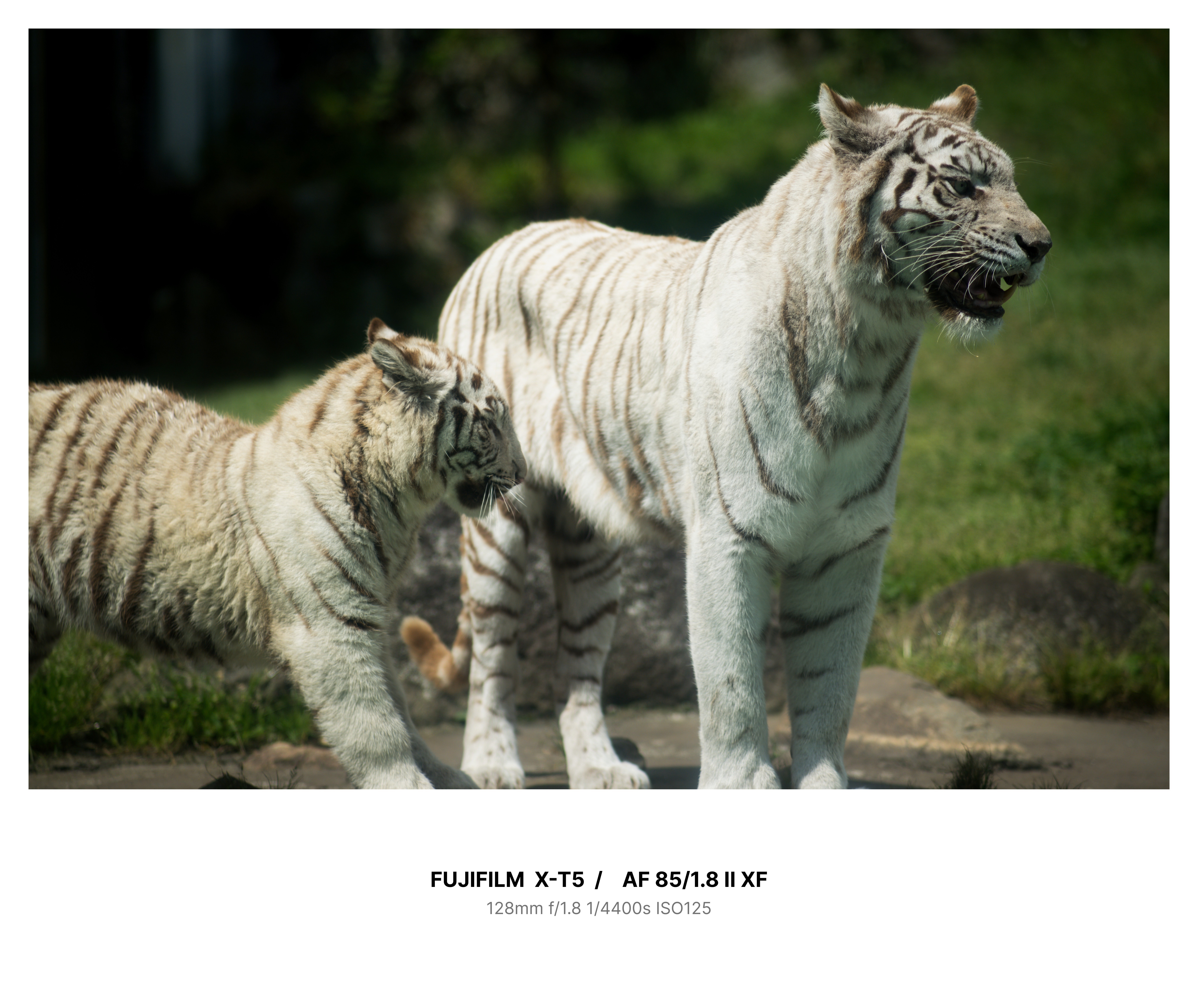カメラと一緒に伊豆旅行 【X-T5 / NOKTON 35mm F1.2 / VILTROX AF85 F1