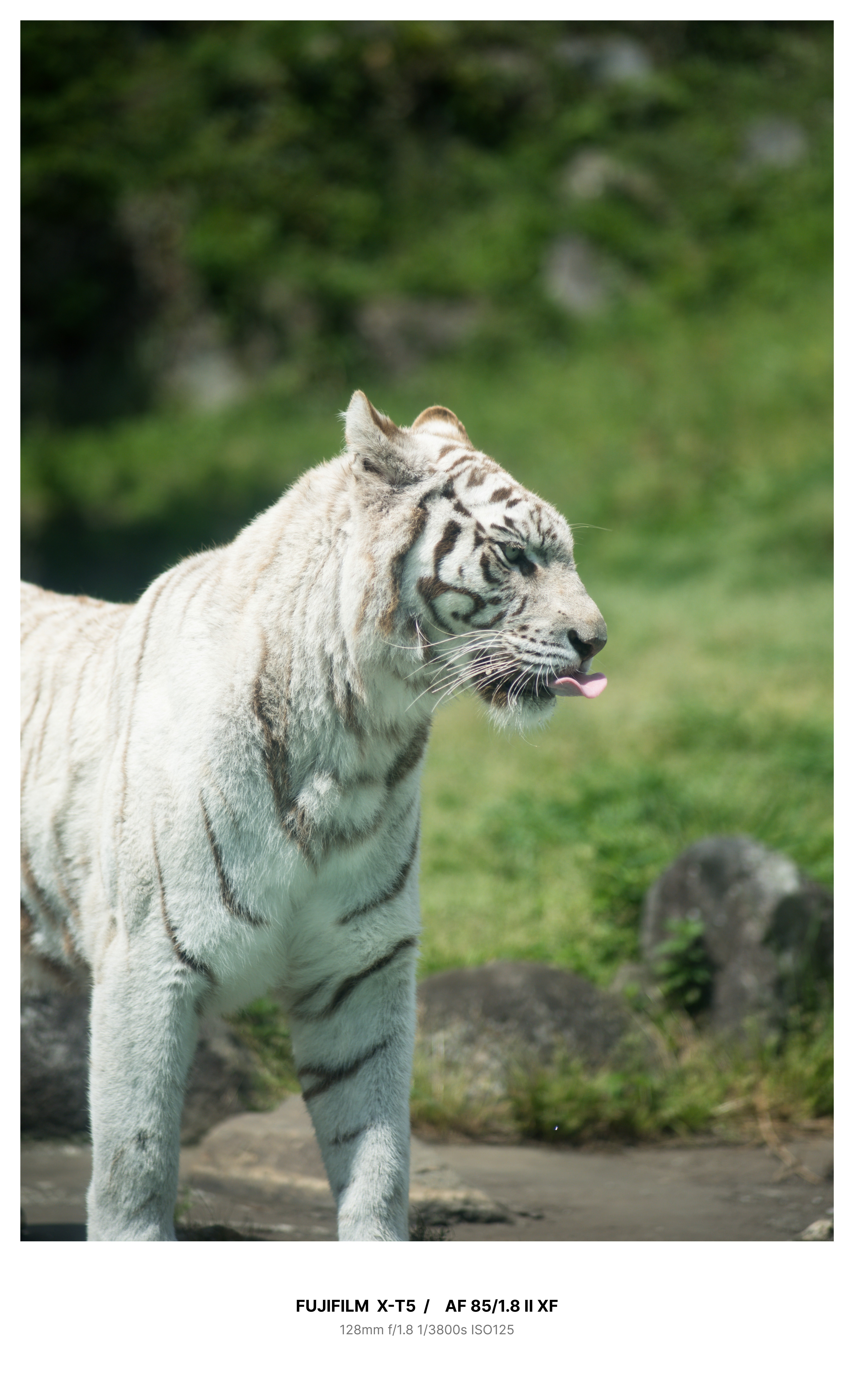 縁起画　猛虎　値下げいたしました。F4 Viltrox25mmF1.7に、対抗馬あらわる。SG-image 25mmF1.8｜魚住