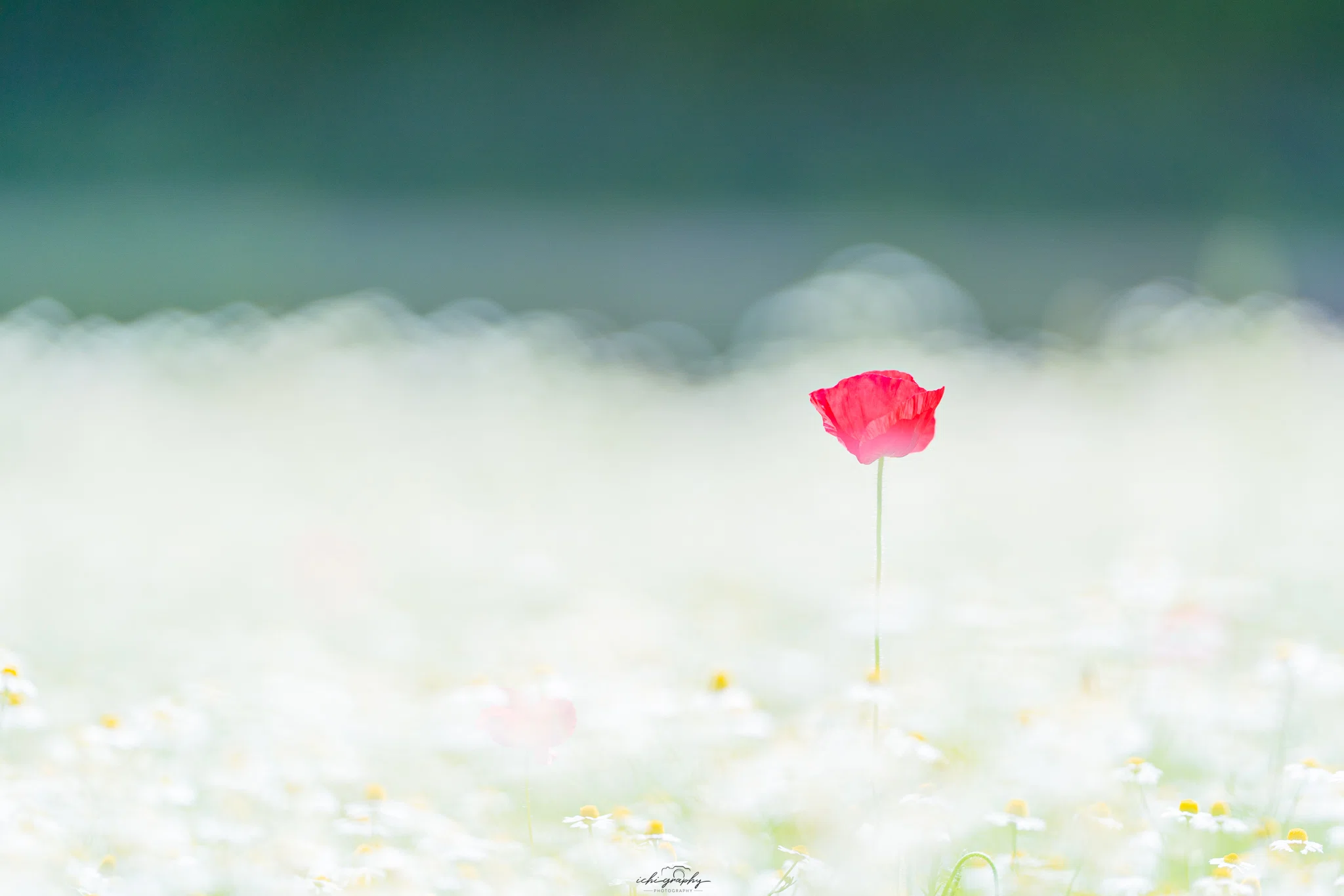 レビュー】憧れの一本！SONY FE 135mm F1.8 GMで花もポートレートも
