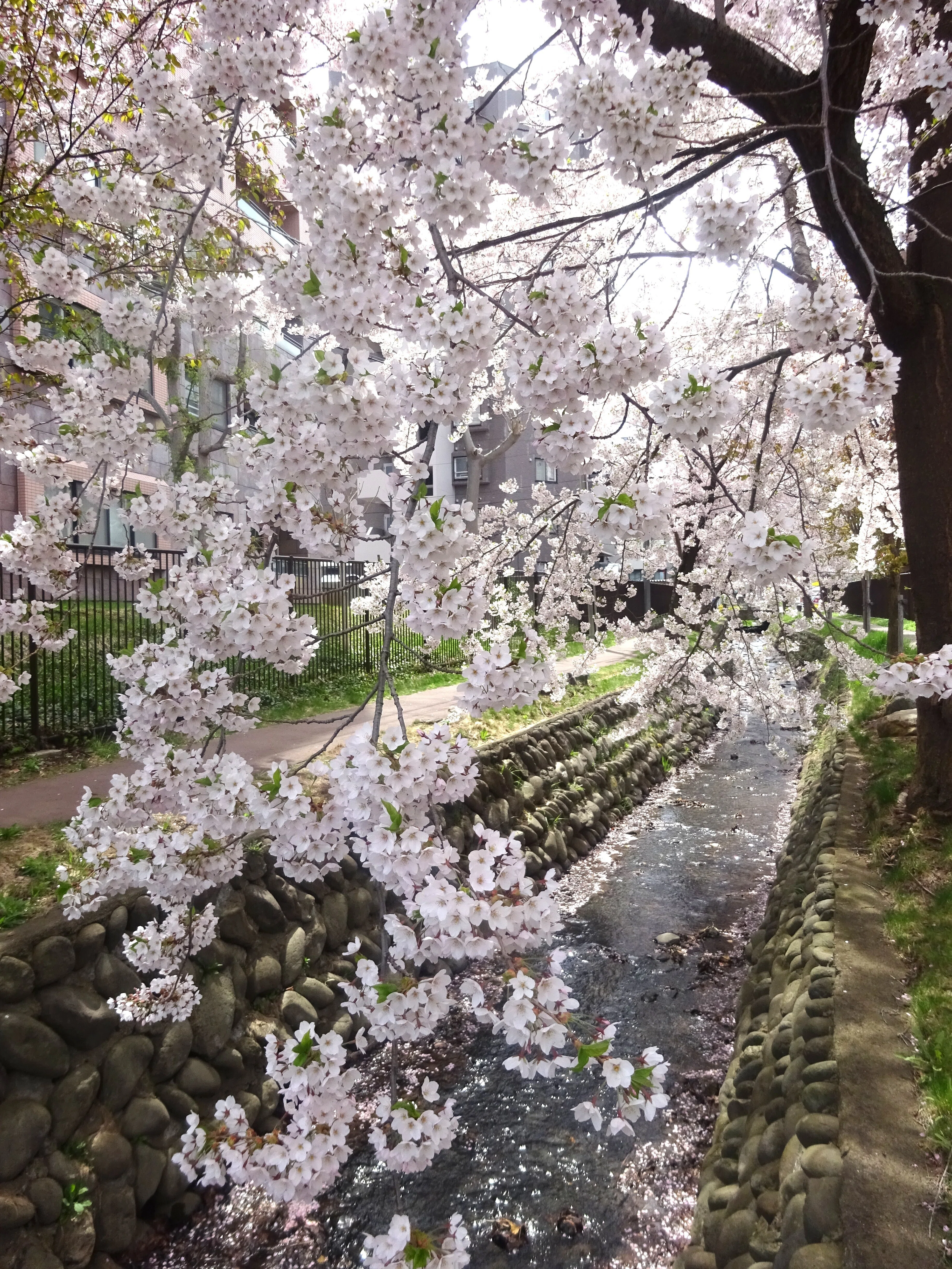 札幌市内で見頃の桜(2025年5月6日)｜北海道さっぽろ観光案内所