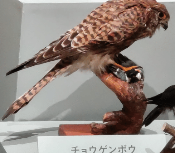 鳥の標本600体を見てきたので「ぼくの考えた最強の鳥の足」を