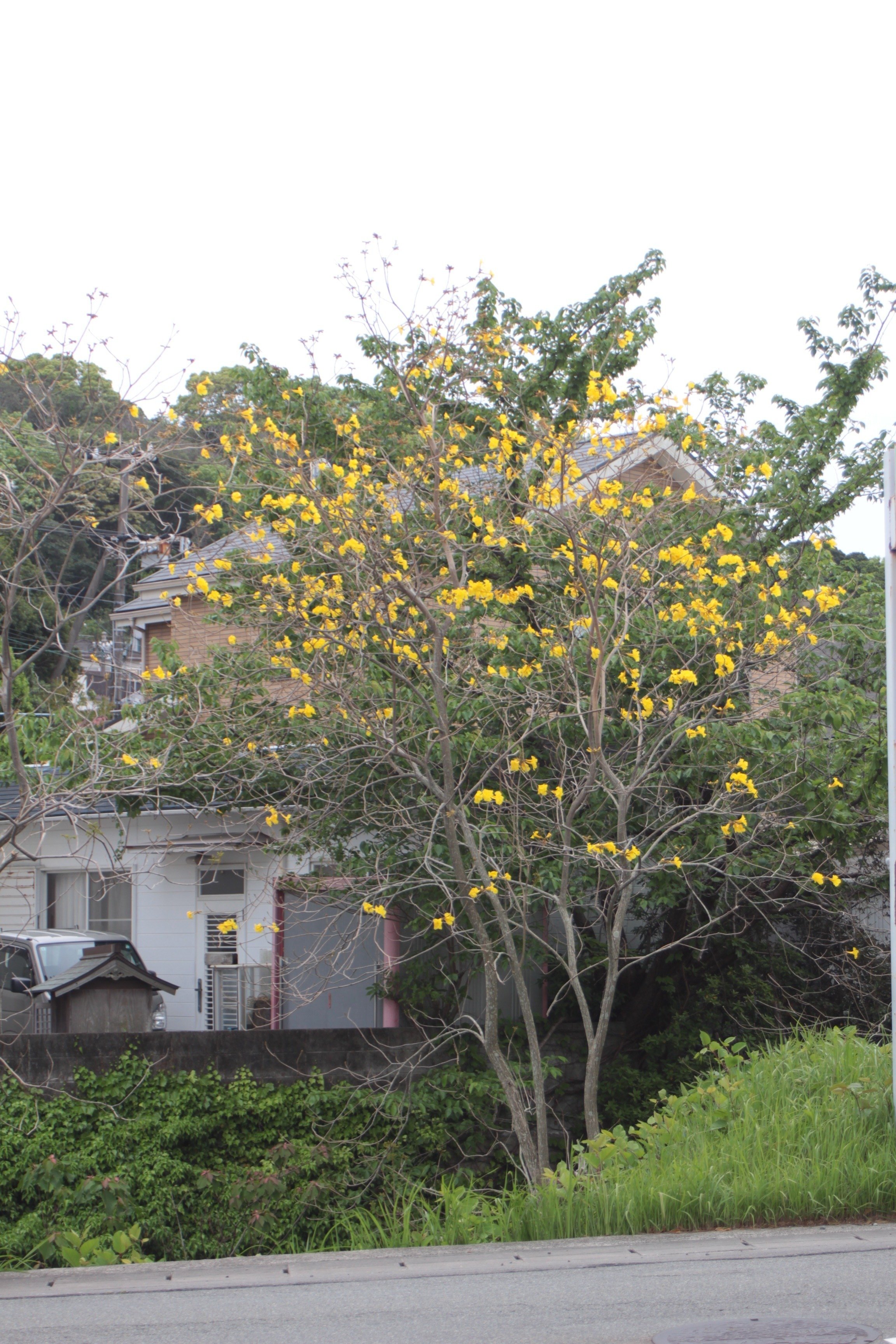 黄色の花が美しい イペー 651 樹高2.2m位 黄金ノウゼン 黄花ノウゼン 黄色の花が美しい イペー 651 樹高2.2m位 黄金ノウゼン 黄花ノウゼン