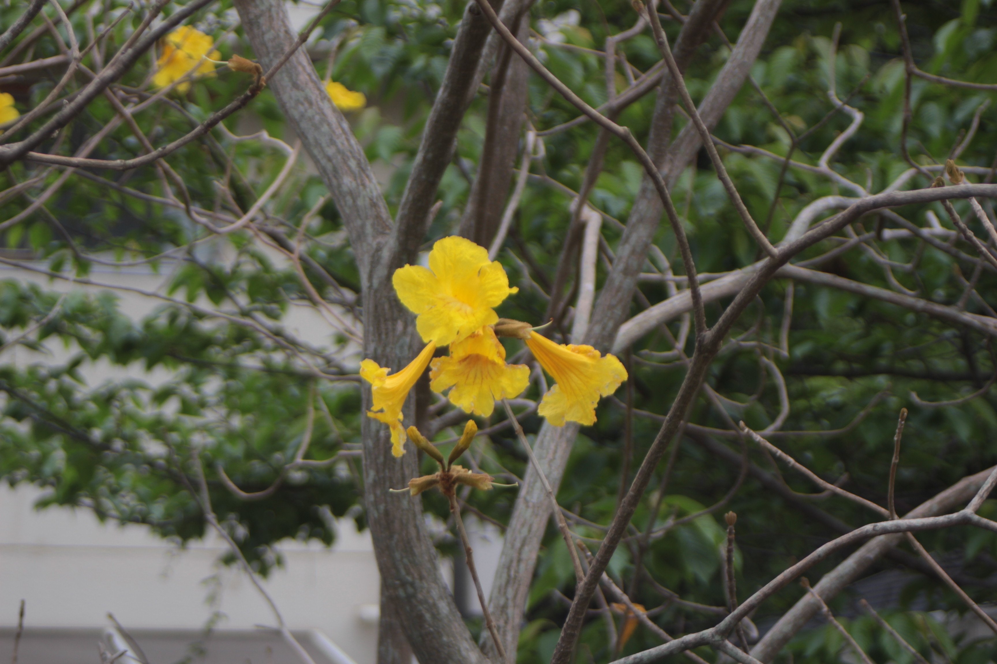 黄色の花が美しい イペー 651 樹高2.2m位 黄金ノウゼン 黄花ノウゼン